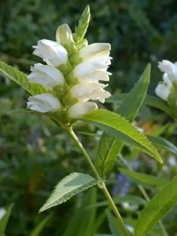 White Turtlehead (Chelone glabra)