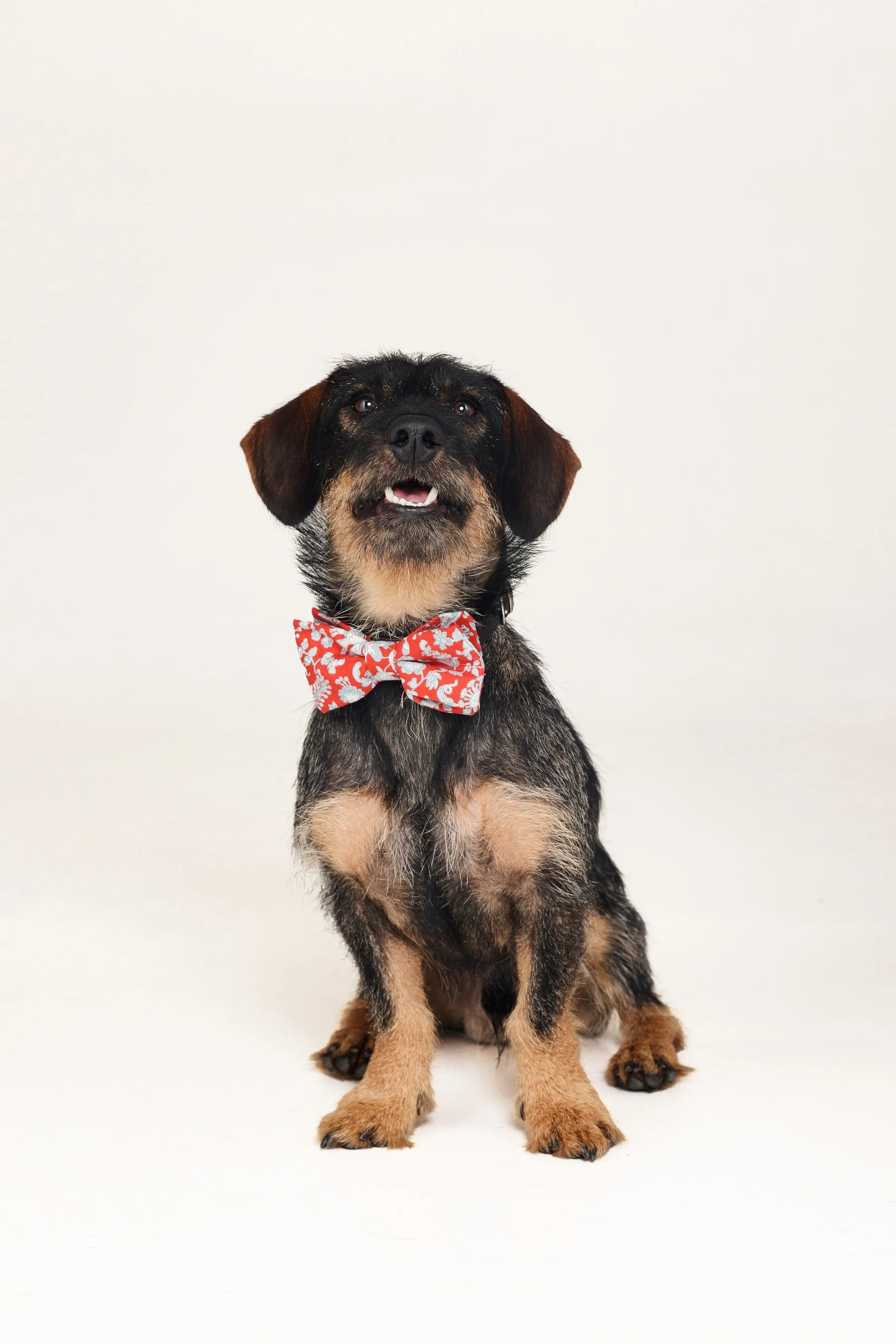 Junge Terrier-Hund mit braunen und schwarzen Fell, trägt roten halstuch mit weißen Mustern, sitzt vor weißem Hintergrund.