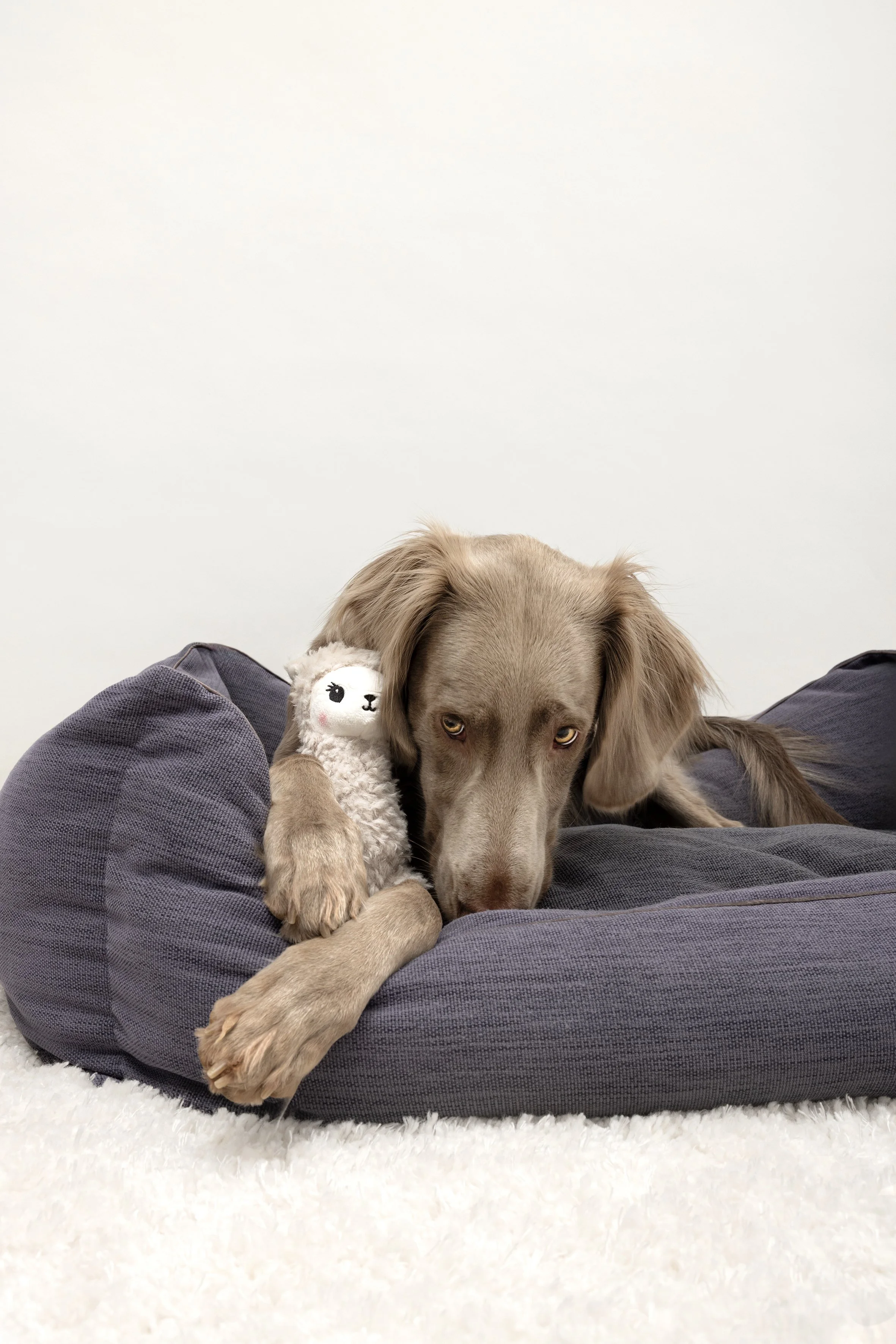 Ein Hund liegt auf einem großen grauen Kissen, hält eine kleine Stoffpuppe mit Lama-Design. Der Hintergrund ist einfach und hell.