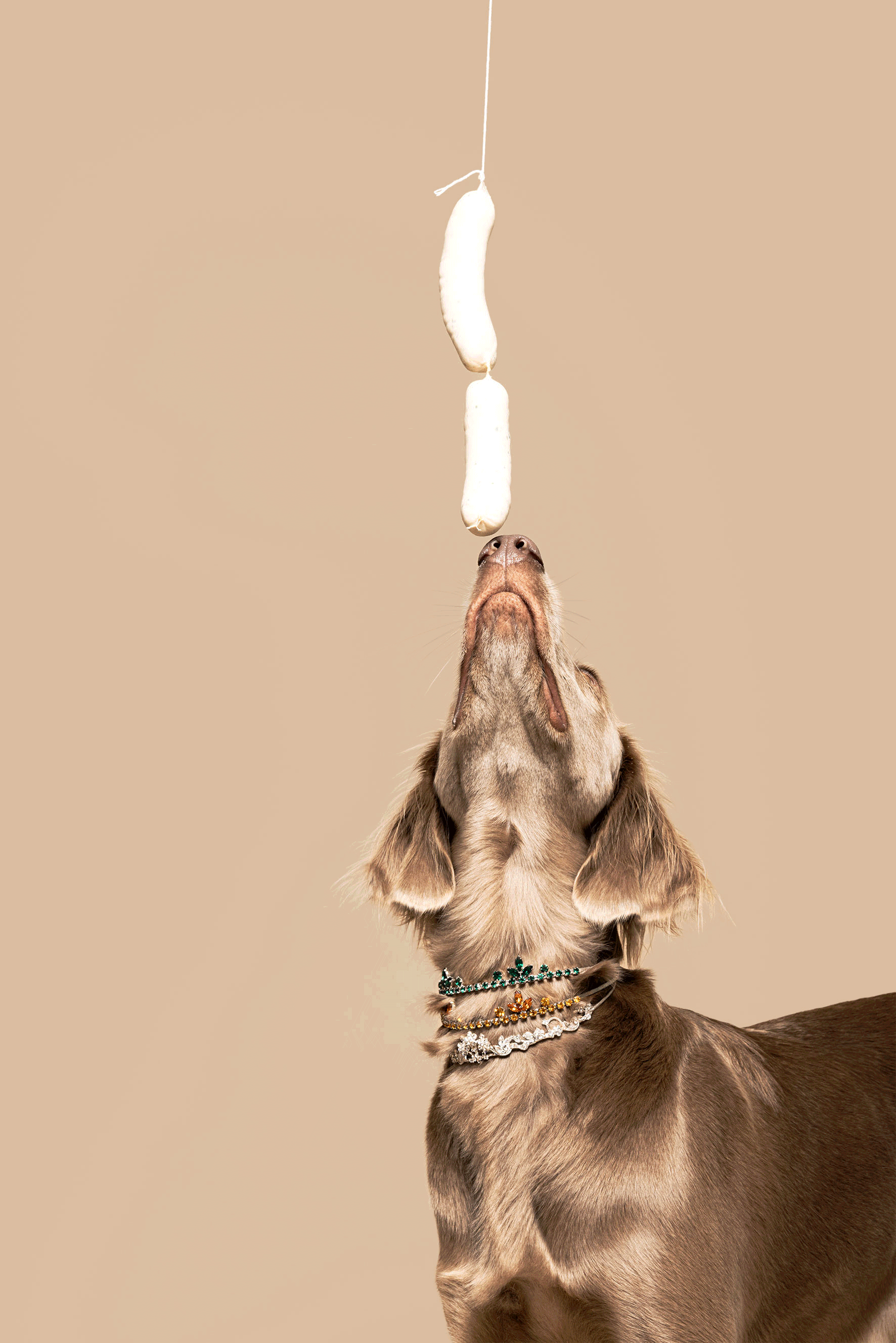 Ein Hund trägt Halsketten und versucht, einen in der Luft schwingenden Pansen zu erreichen.