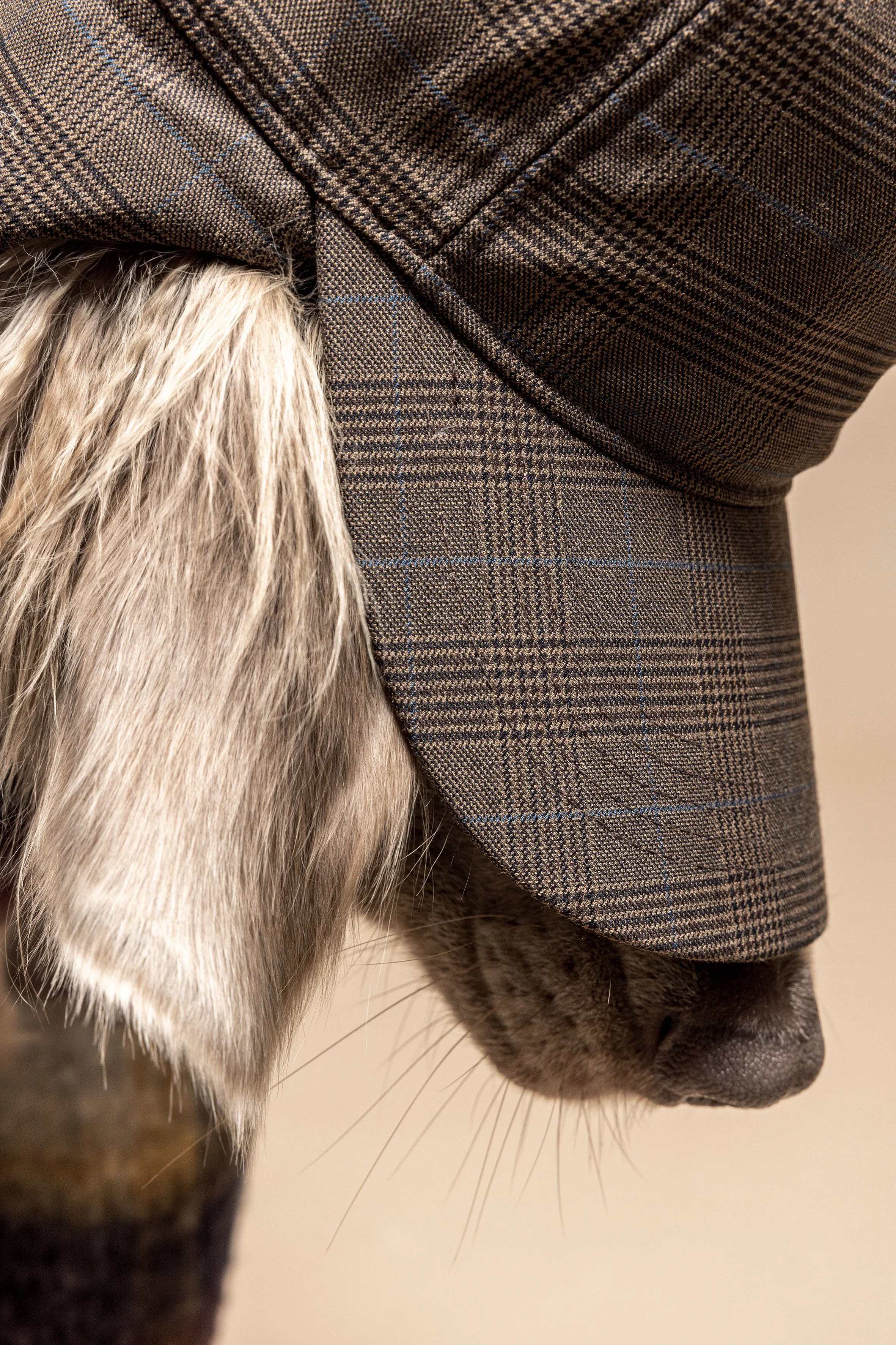 Nahaufnahme eines Hundes, der eine kariert Jacke trägt.