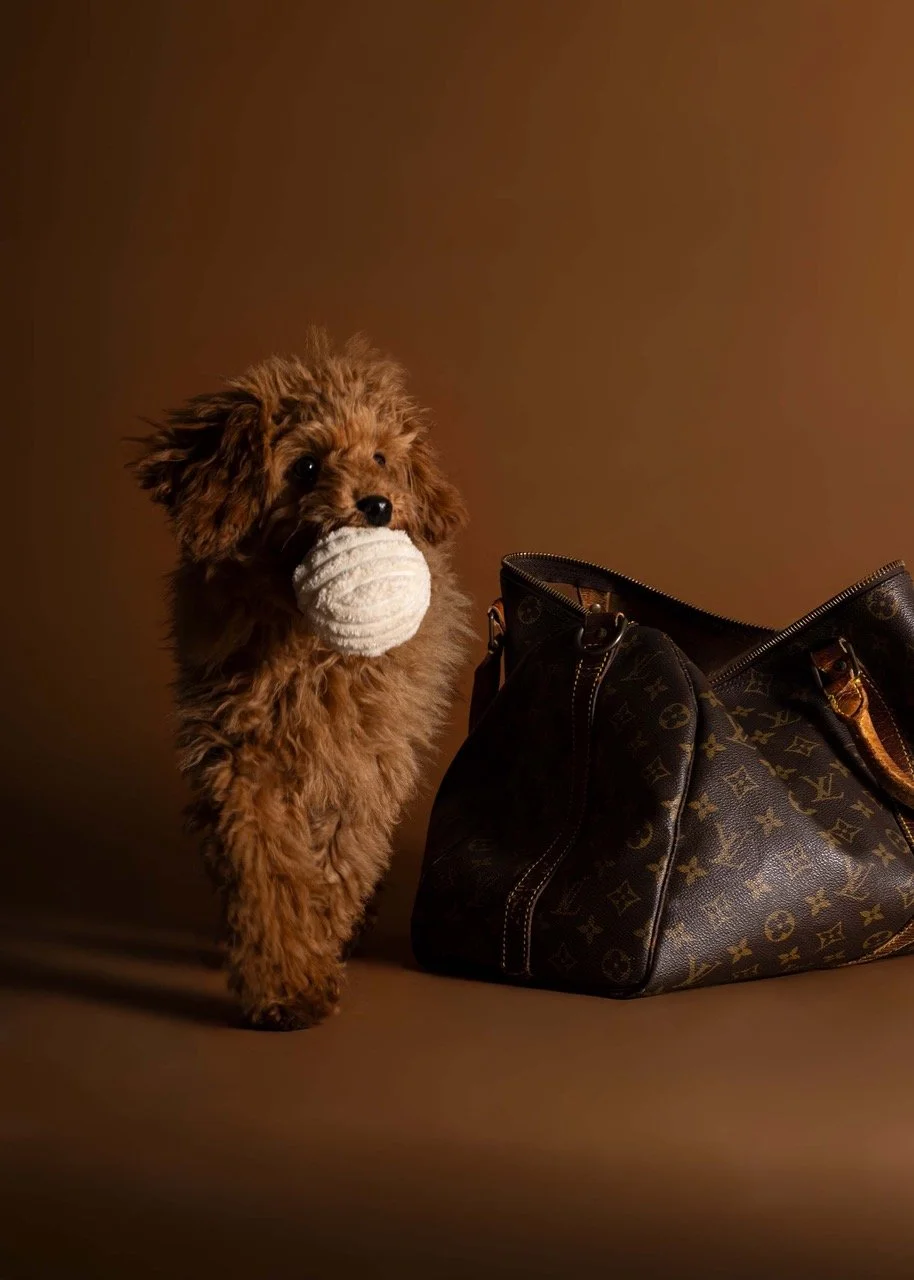 Ein niedlicher brauner Labradoodle-Welpe mit einem weißen Ball im Maul neben einer Louis Vuitton-Tasche vor einem braunen Hintergrund.