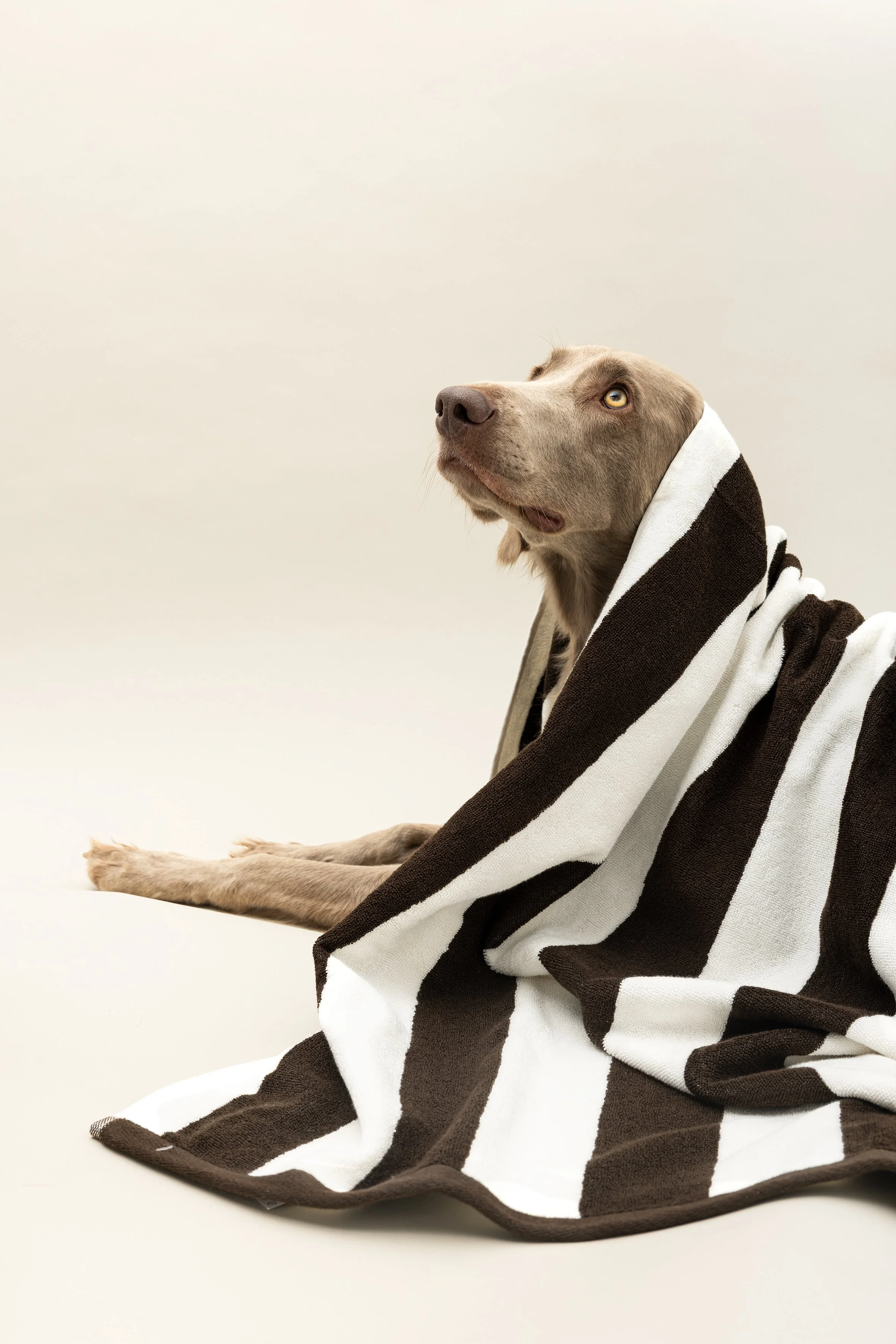 Ein Hund liegt auf dem Boden, umhüllt von einem schwarz-weiß gestreiften Handtuch.