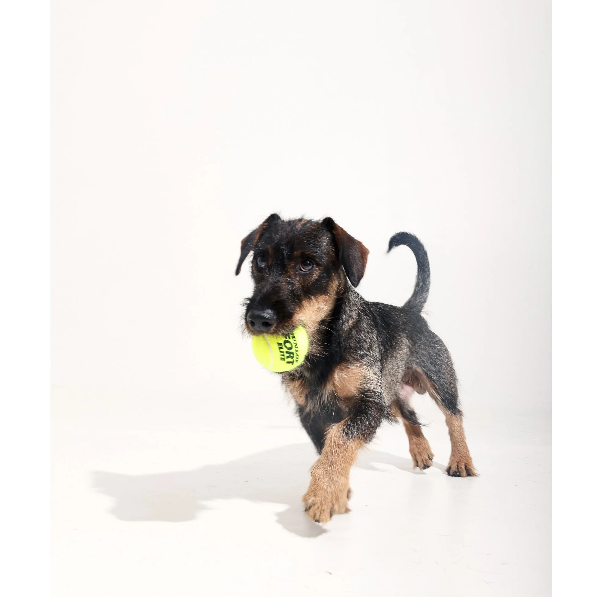 Kleiner Welpe mit braun und schwarz gefärbtem Fell spielt mit einem grünen Tennisball.