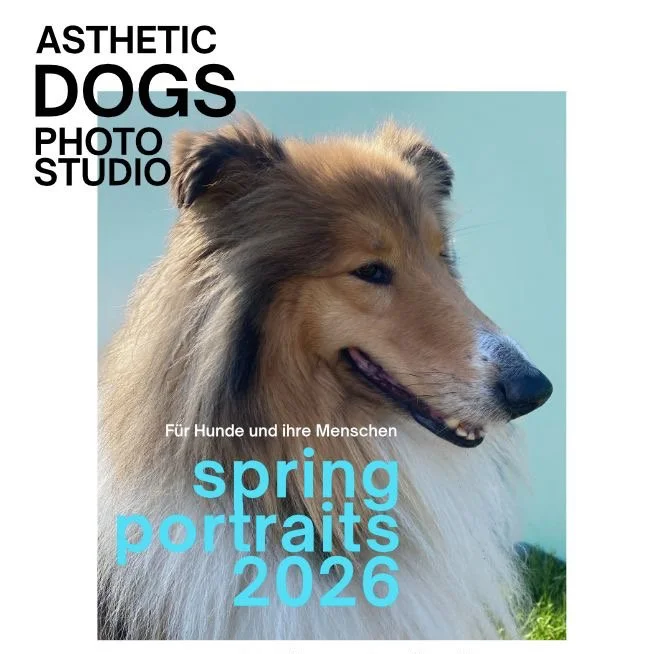 Spring Dog Potraits Angebots Special für 2026 individuelle Fotosession buchen