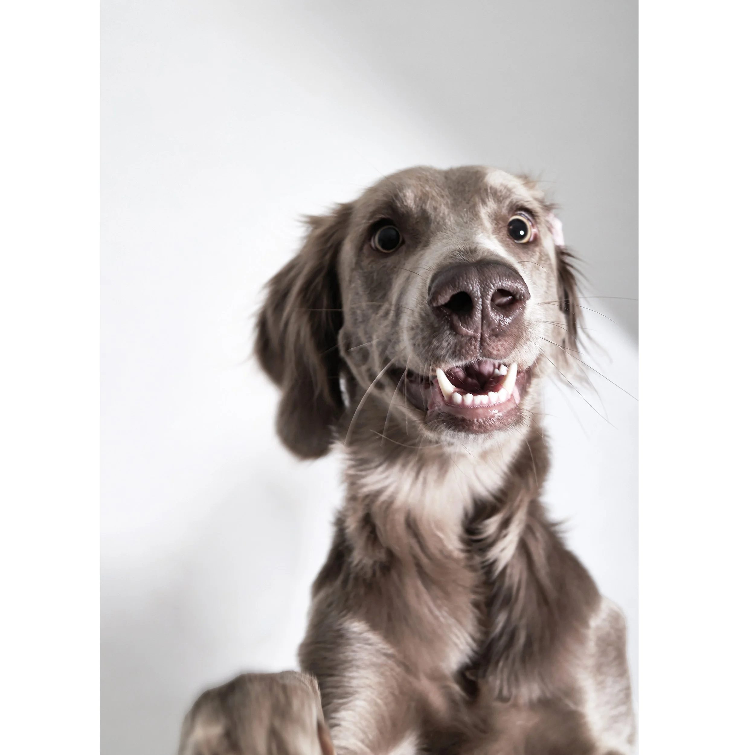 Hunde-Baby mit braunem Fell und freundlichem Gesicht schaut direkt in die Kamera