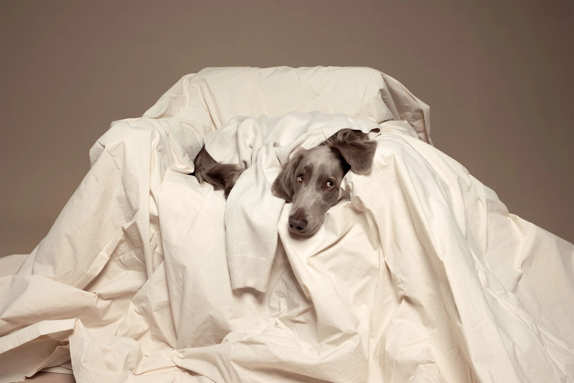 Ein grauer Hund liegt auf zerknitterten weißen Bettlaken und trägt ein weißes Kleid, schaut neugierig in die Kamera.