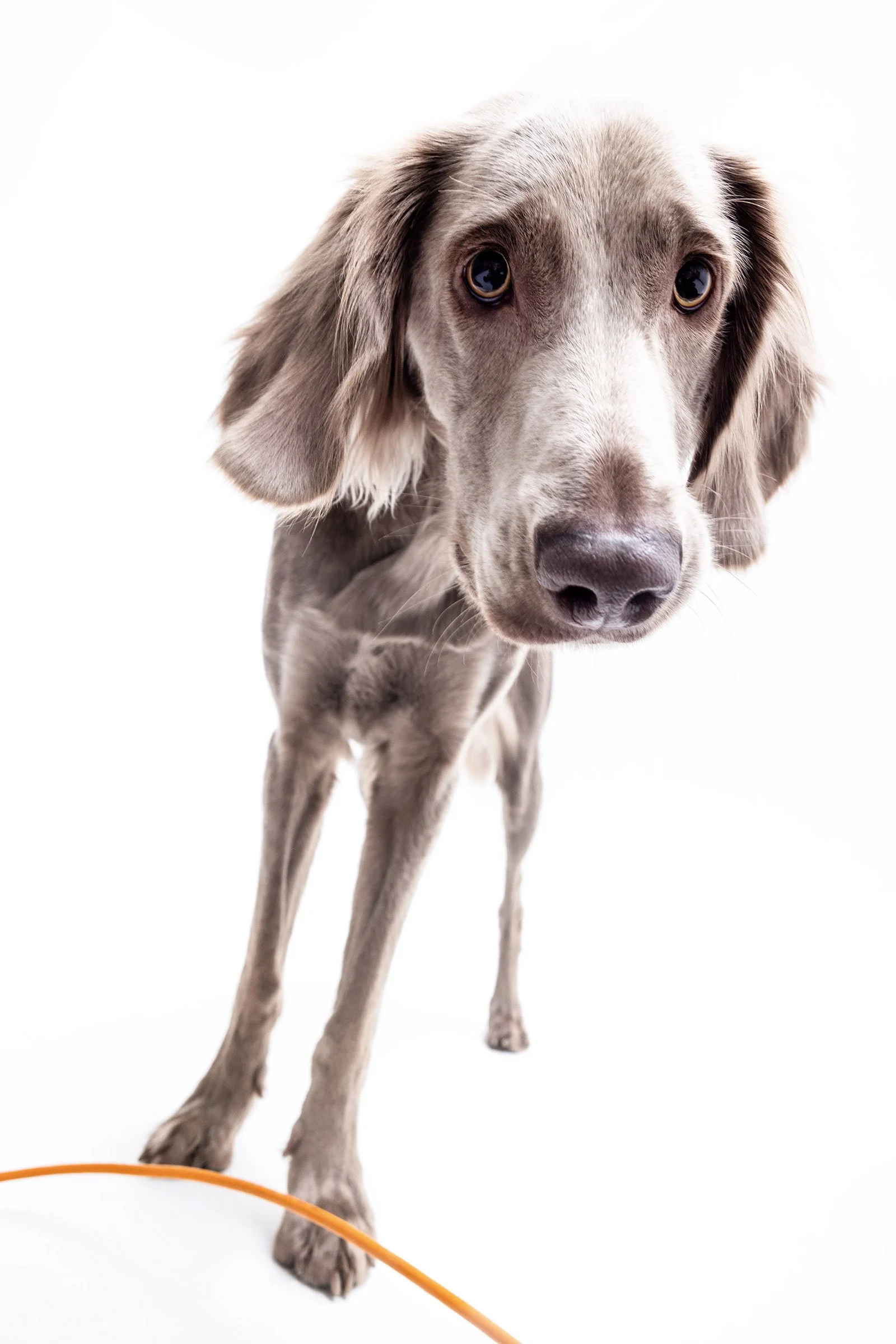 Nahaufnahme eines Grayling-Hundes auf weißem Hintergrund