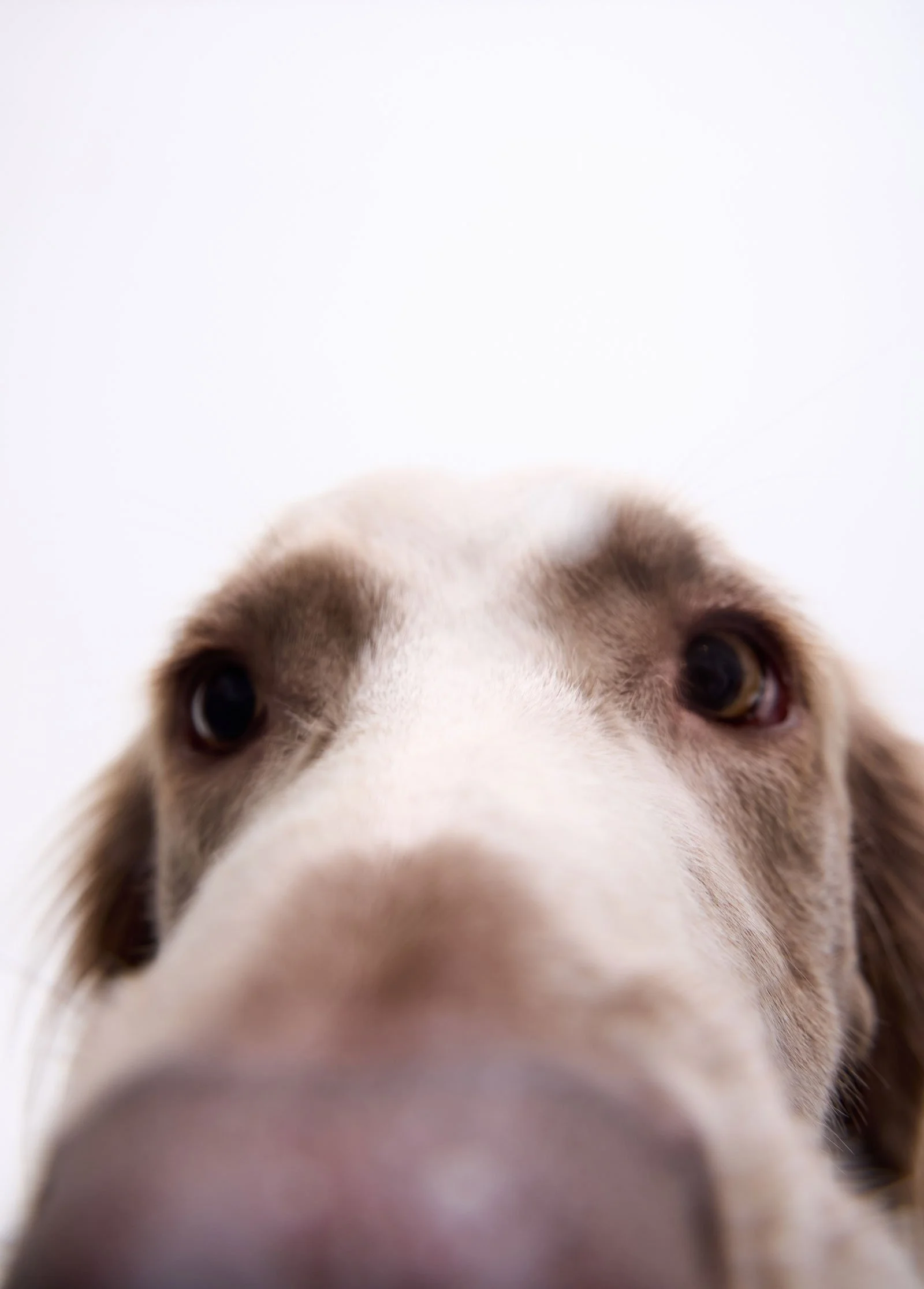 Naheaufnahme eines Hundes, der direkt in die Kamera schaut, mit Fokus auf die Schnauze.