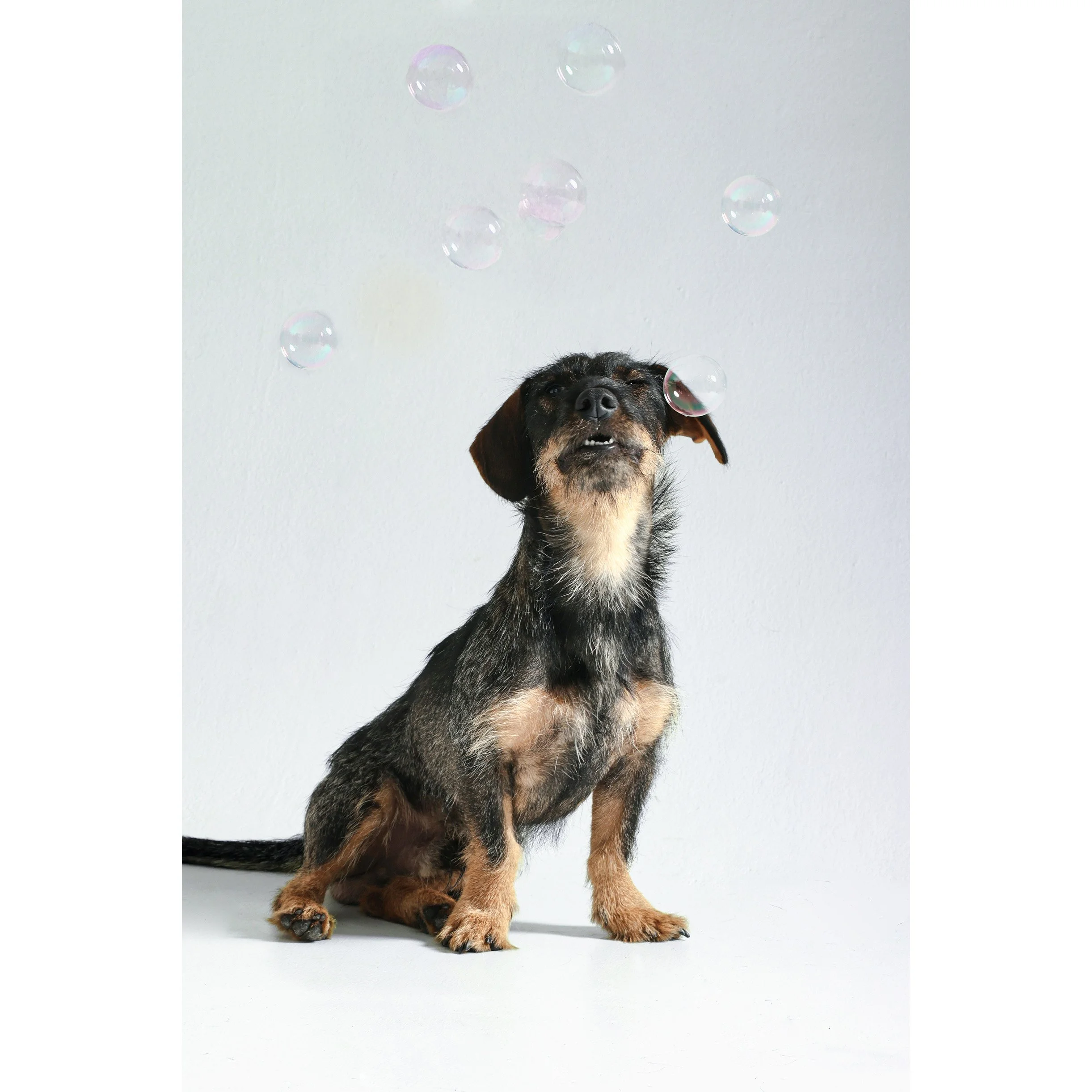Süßer Dackel sitzt auf grauem Hintergrund und beobachtet bunte Seifenblasen, die in der Luft schweben.
