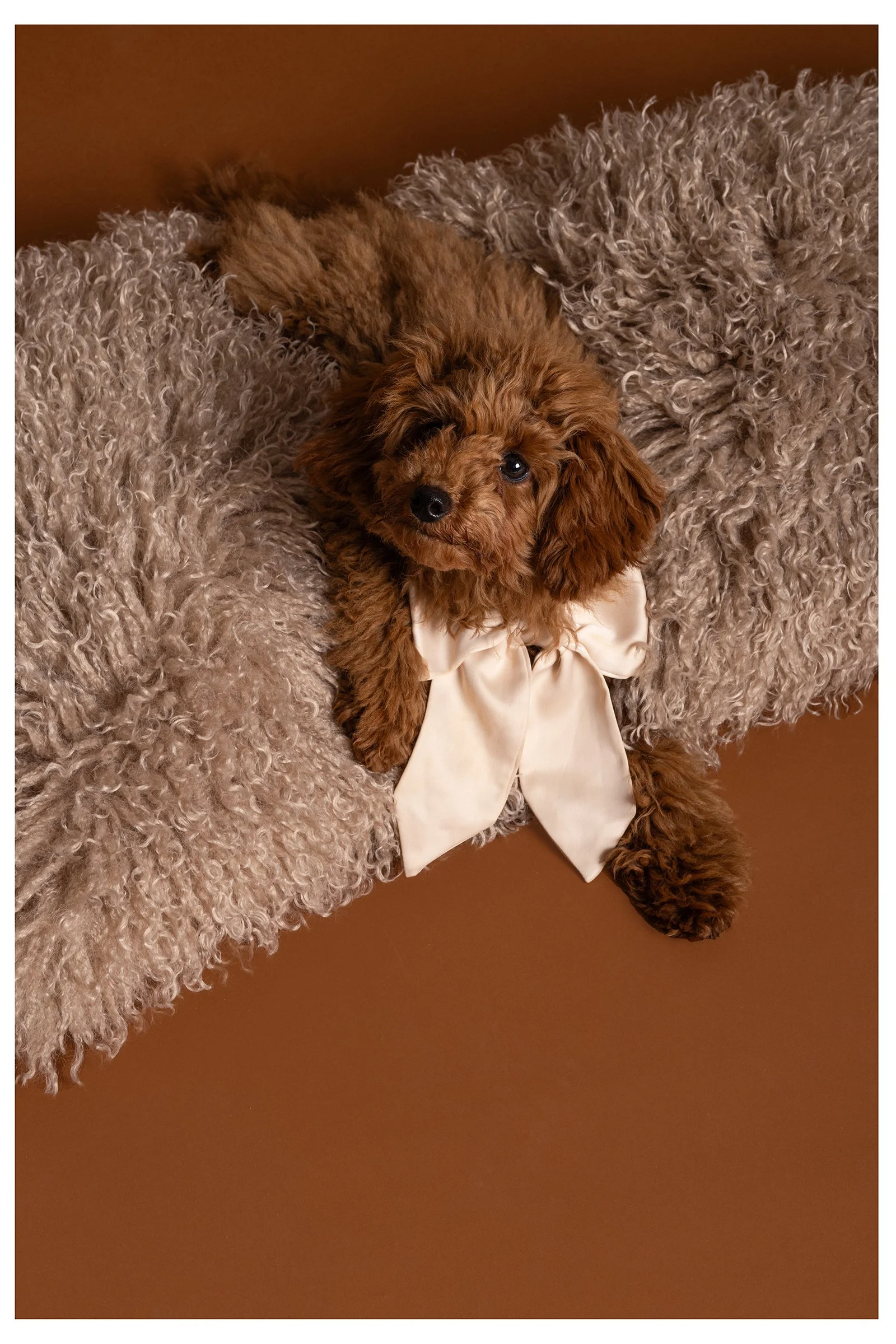 Ein kleiner brauner Hund mit lockigem Fell und einer Schleife um den Hals liegt auf einer weichen, hellbeigen Decke auf einem braunen Boden, blickt in die Kamera.