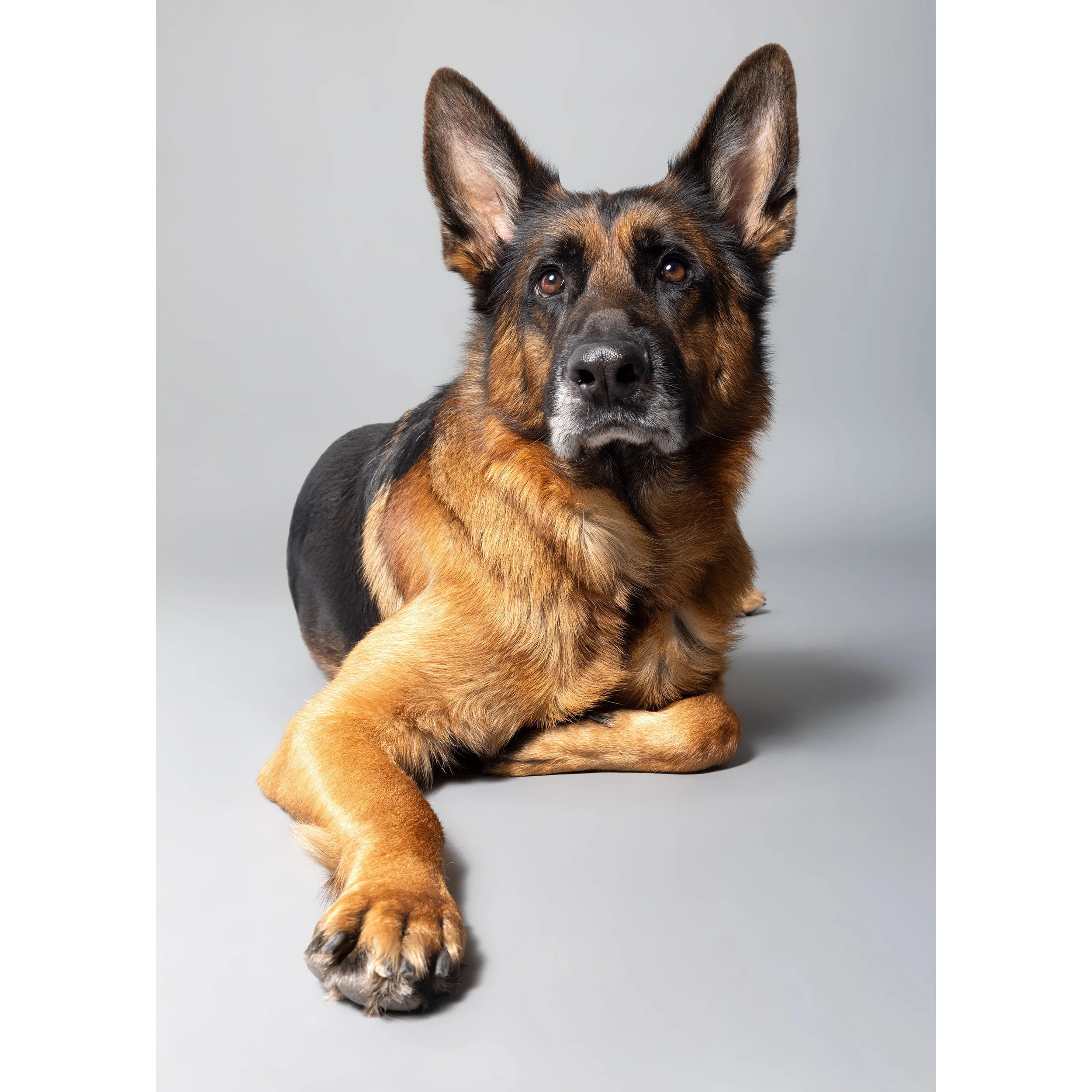 Ein Hund mit schwarzem und braunem Fell liegt auf einem grauen Hintergrund.