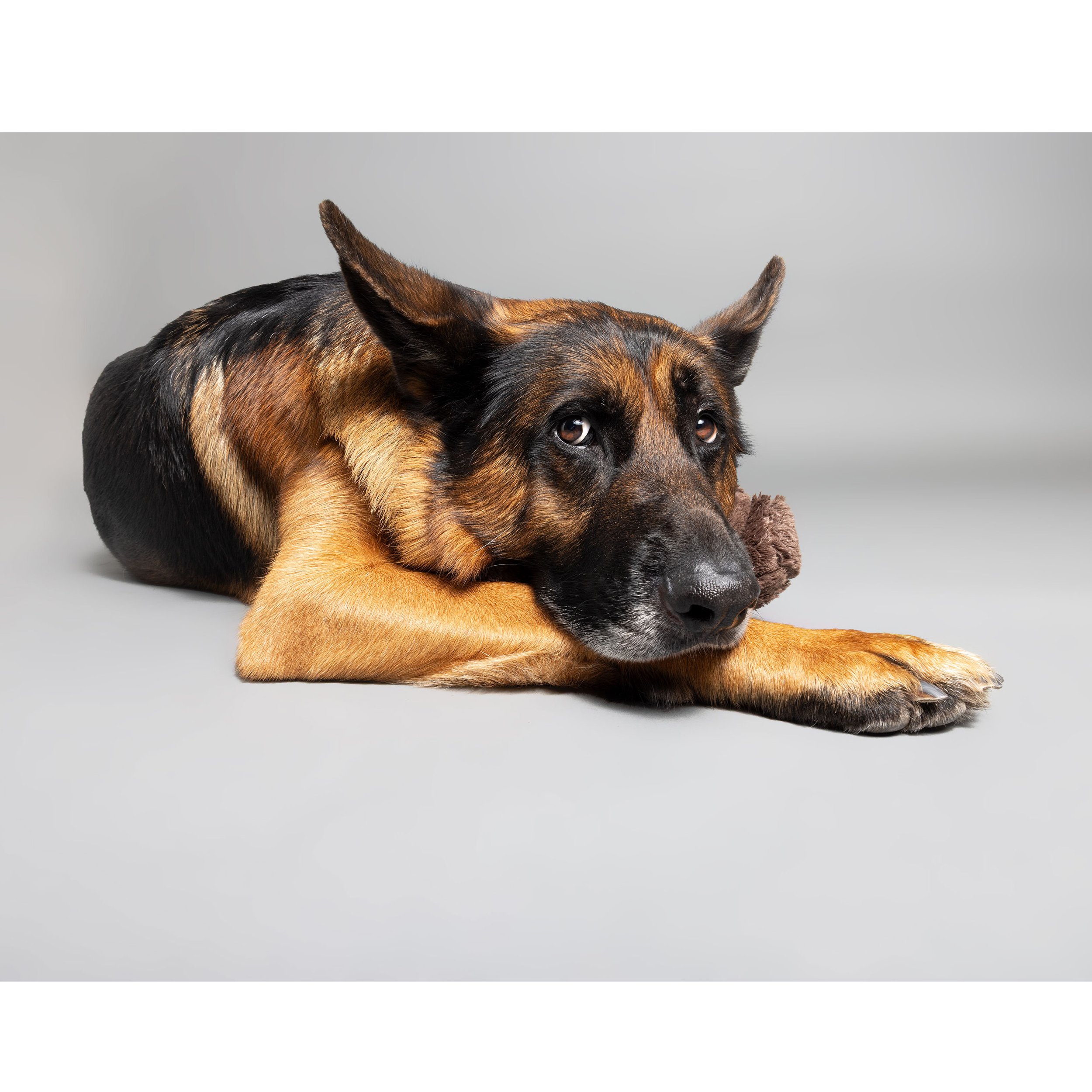 Ein Hund liegt entspannt auf einem grauen Hintergrund, mit einem Spielzeug unter der Schnauze.