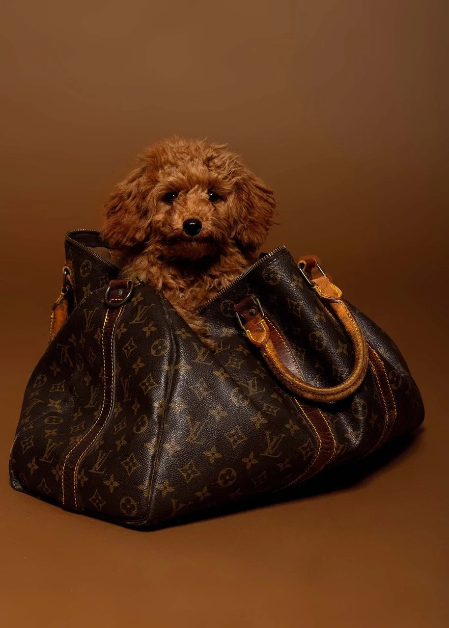 Ein Pullover mit dem Gesicht eines Pudel-Hundes, der aus einer Louis Vuitton Tasche schaut.