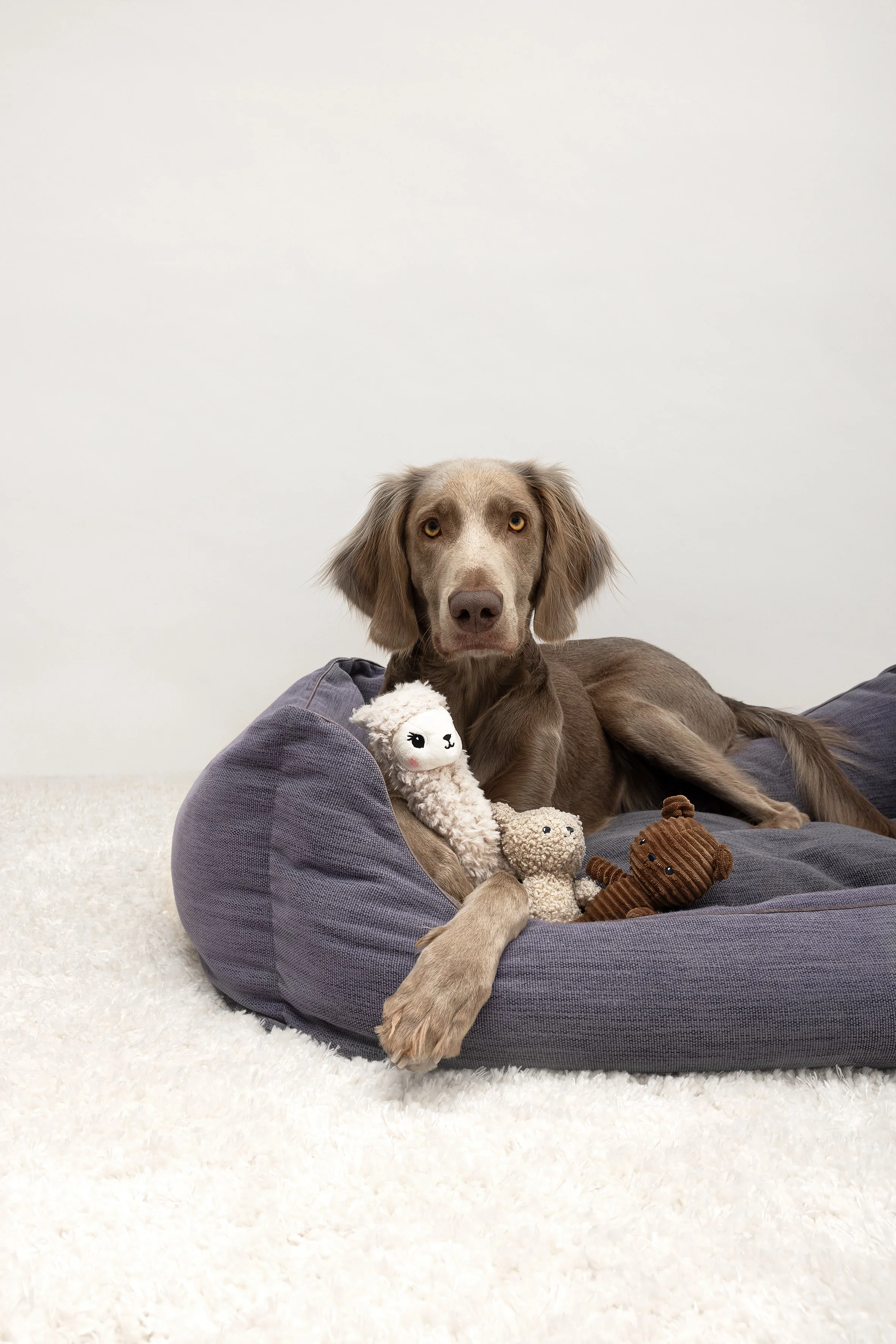 Ein brauner Hund mit langen Ohren liegt auf einem weichen, grauen Sitzsack, umgeben von Spielzeugtieren, darunter eine weiße Kuscheltier-Schaf, eine braune Stoffpuppe und eine kleine Plüschfigur, vor einer weißen Wand.