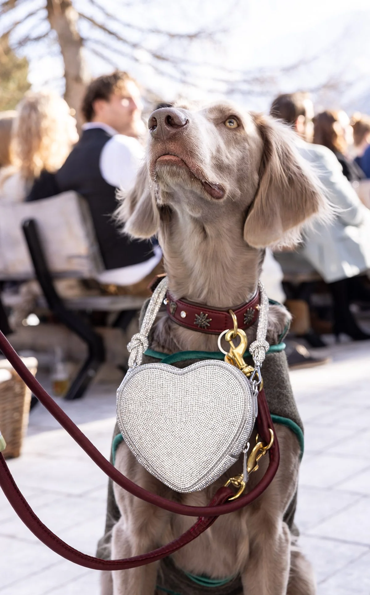 Ein Hund trägt eine funkelnde, herzförmige Handtasche und ein Halsband mit Dekorationen, während er vor einer Gruppe von Menschen sitzt.