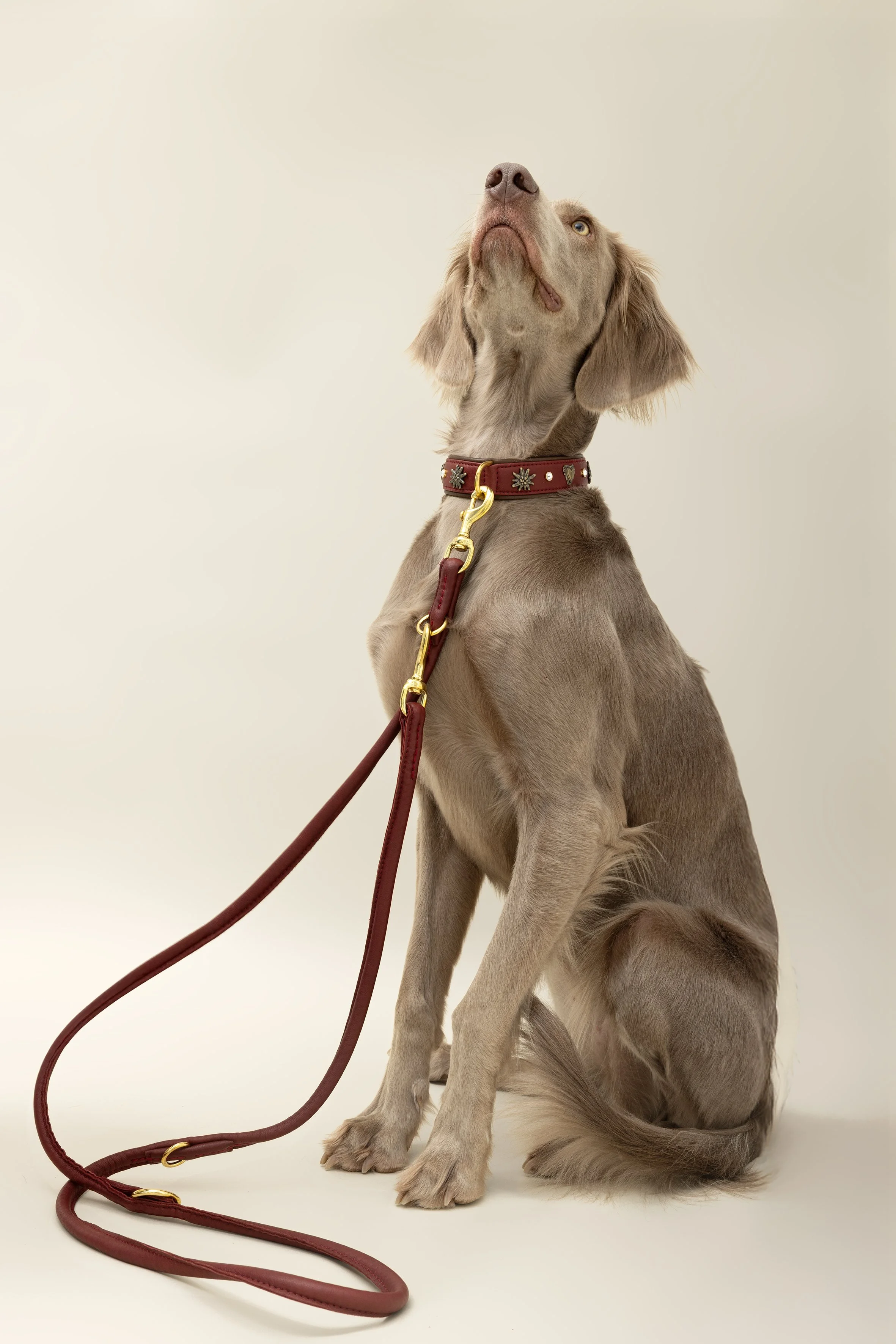 Sitzender Hund mit braunem Halsband vor hellbeigem Hintergrund, schaut nach oben.