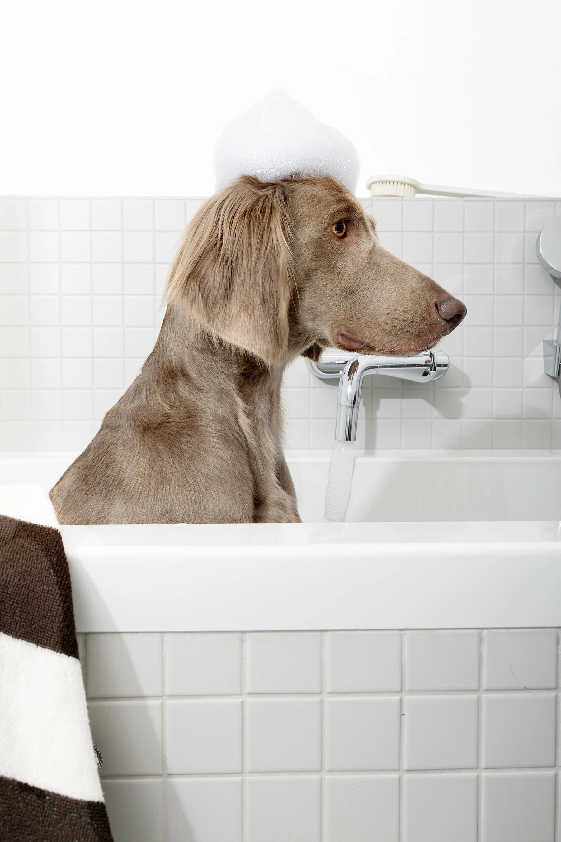 Ein Hund sitzt in einer Badewanne mit Seifenschaum auf dem Kopf, Wasser läuft aus dem Wasserhahn, weiße Fliesen im Hintergrund.
