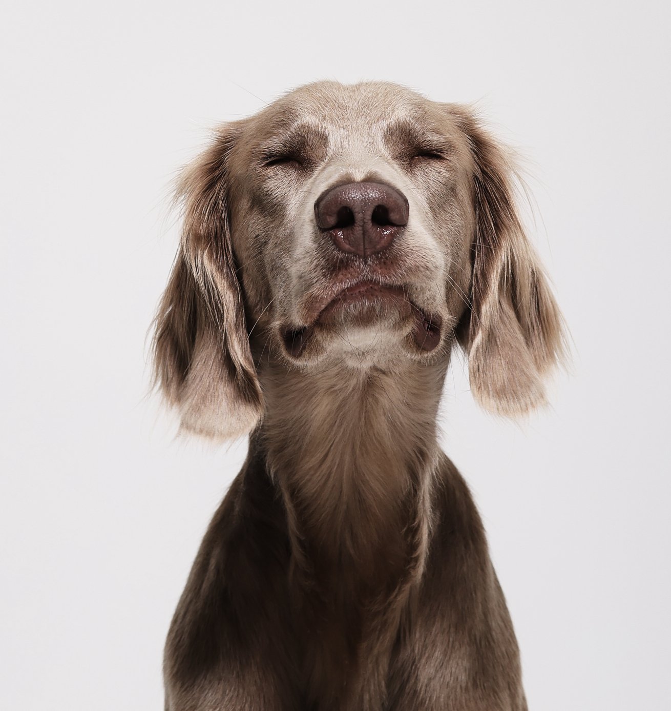 Ein entspannt aussehender brauner Hund mit geschlossenem Blick vor einem weißen Hintergrund.