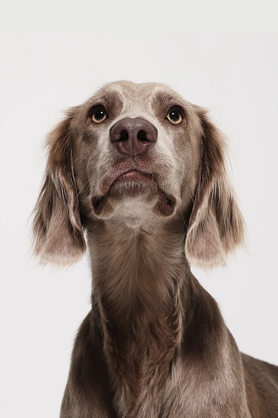 Nahaufnahme eines braunen Hundes mit langen Ohren und neugierigem Blick vor weißem Hintergrund.
