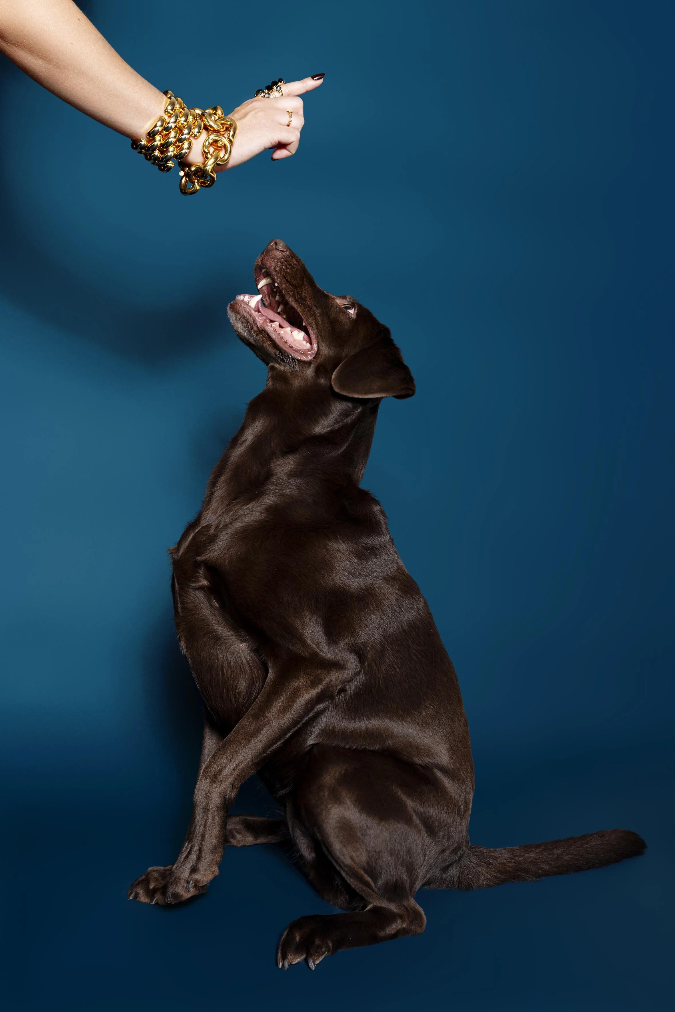 Ein brauner Hund sitzt auf einem blauen Hintergrund, schaut nach oben und öffnet den Mund, während eine Hand mit goldenen Armbändern und Ringen auf ihn zeigt.