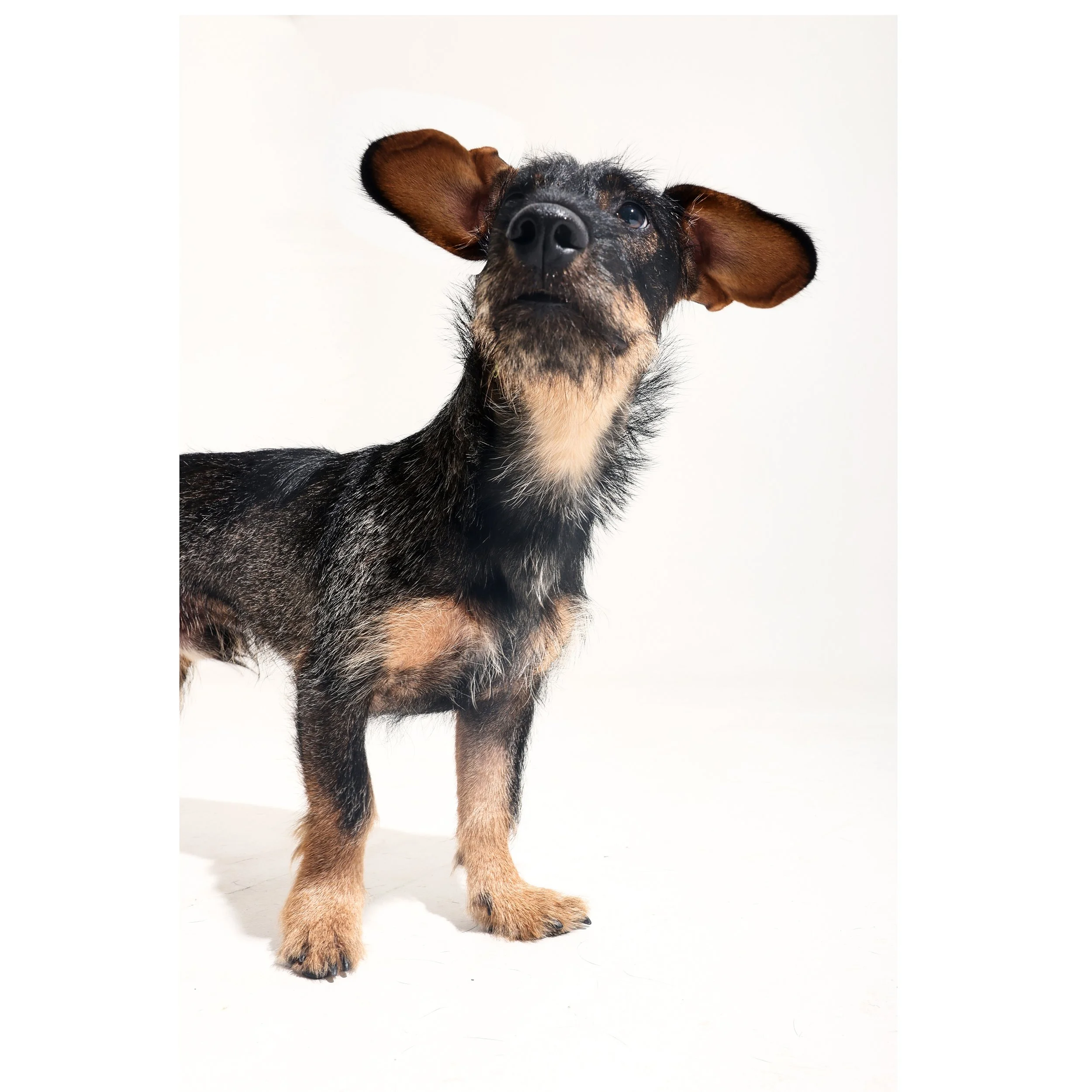 Kleiner Hund mit großen Ohren und schwarzem, braun und grau gemustertem Fell vor hellem Hintergrund.