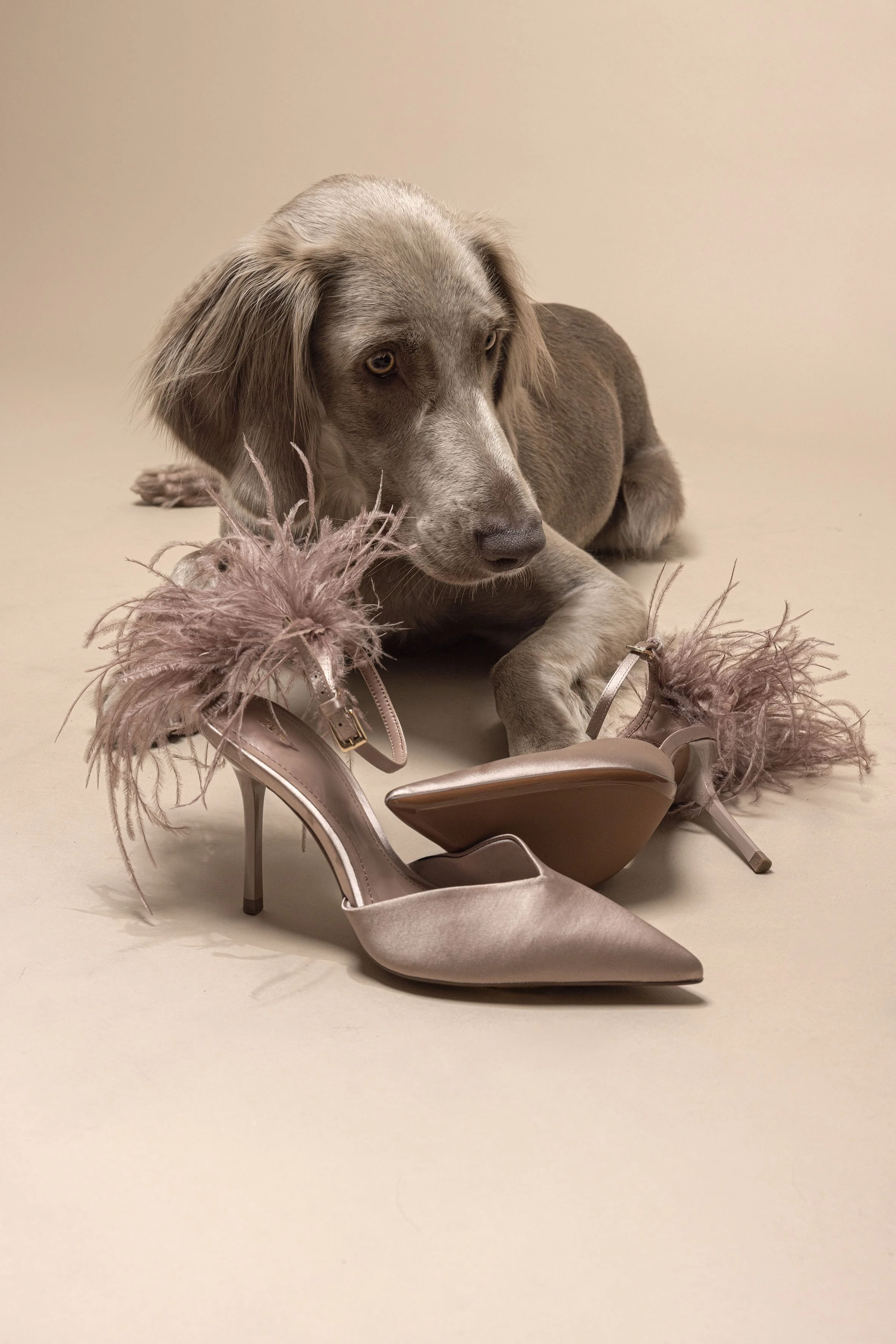 Ein Hund liegt auf einem neutralen Hintergrund und berührt zwei elegante high heels mit pinken Federn.