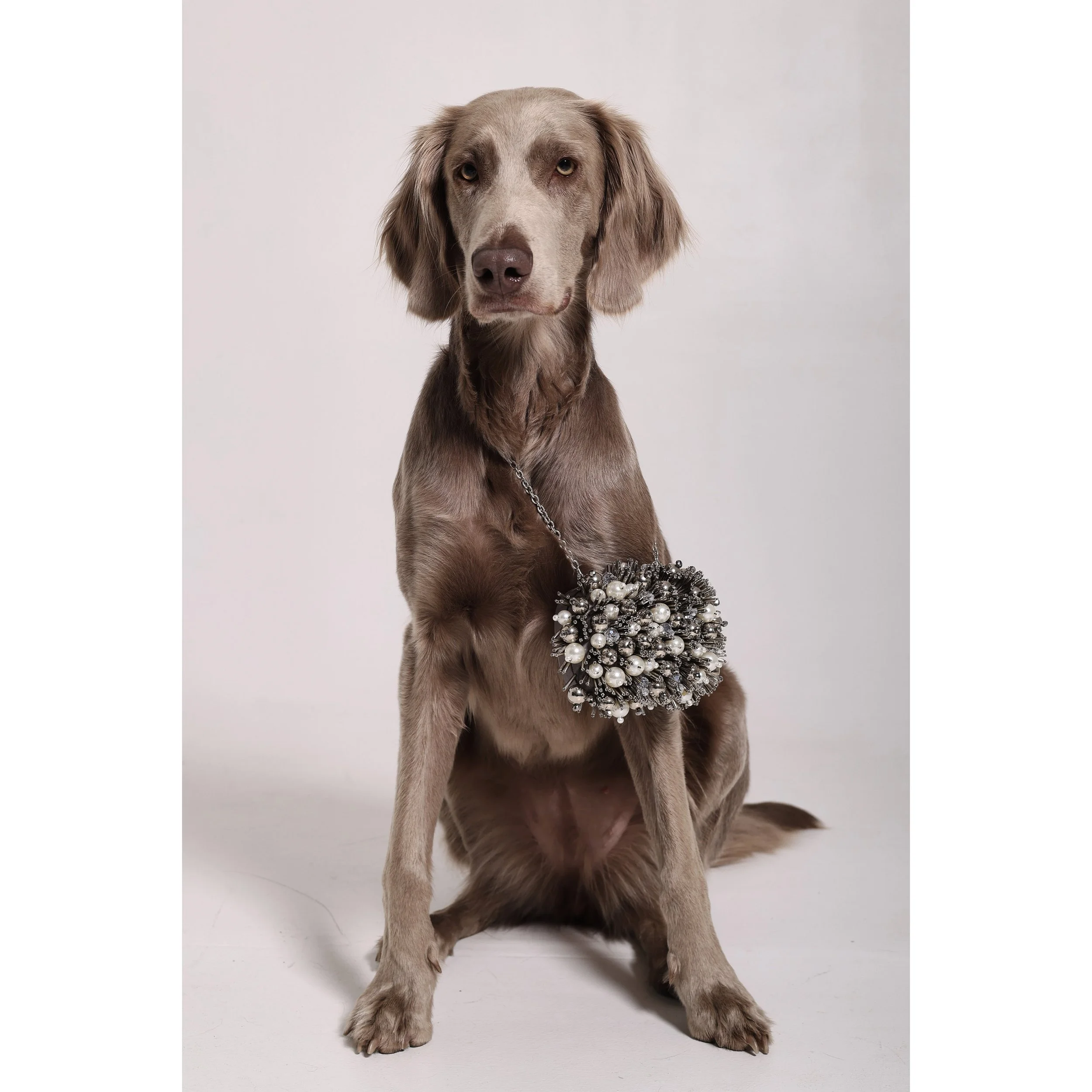 Ein brauner Hund mit langen Ohren sitzt vor einem weißen Hintergrund, trägt eine silberne Halskette und hat ein dekoratives Knopf-Kunstwerk aus Perlen und Silber am Hals.