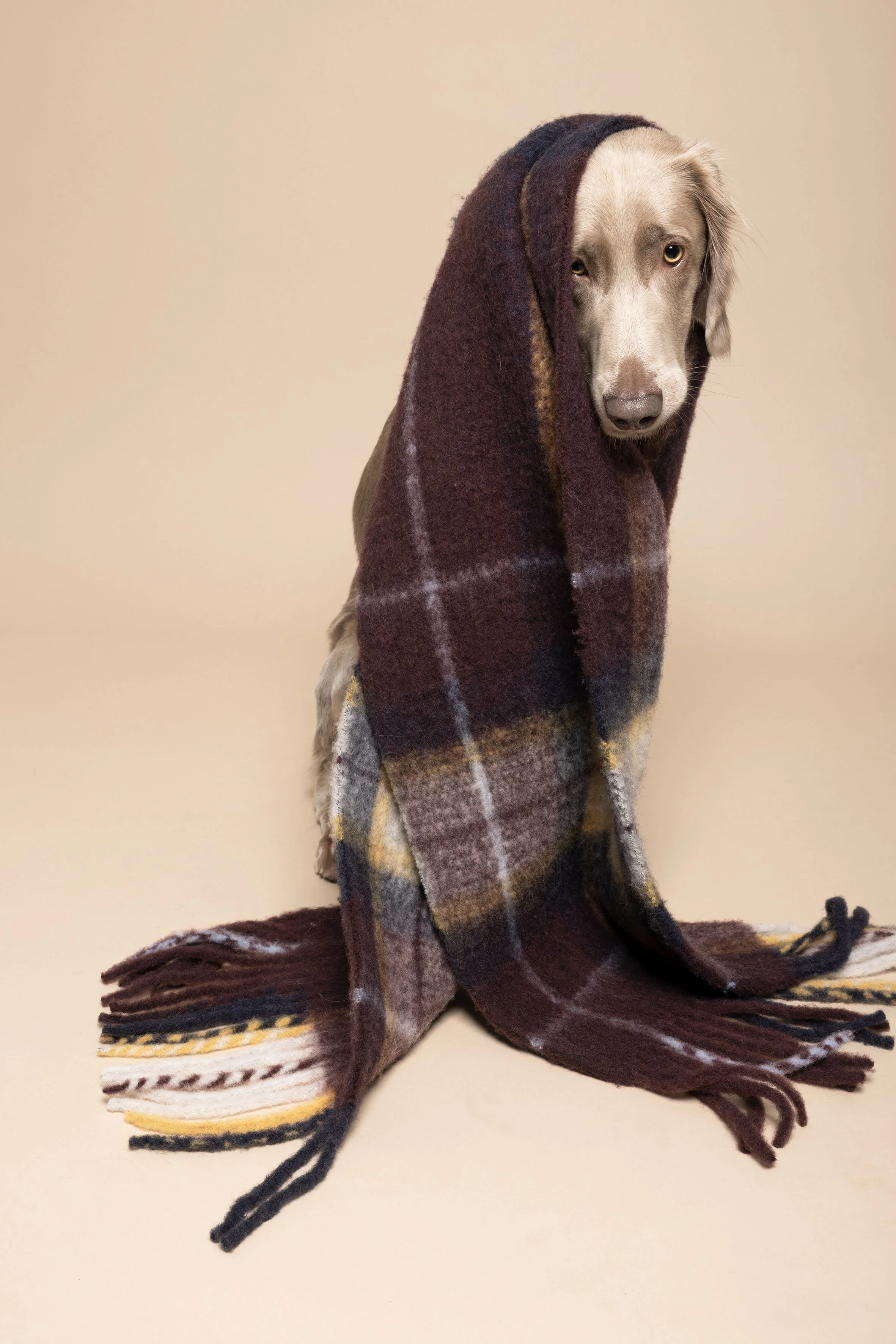 Ein Hund mit länglichem Gesicht, beige Fell und blassblauen Augen, der einen karierten Schal trägt, der über den Kopf hängt, vor einem beigen Hintergrund.