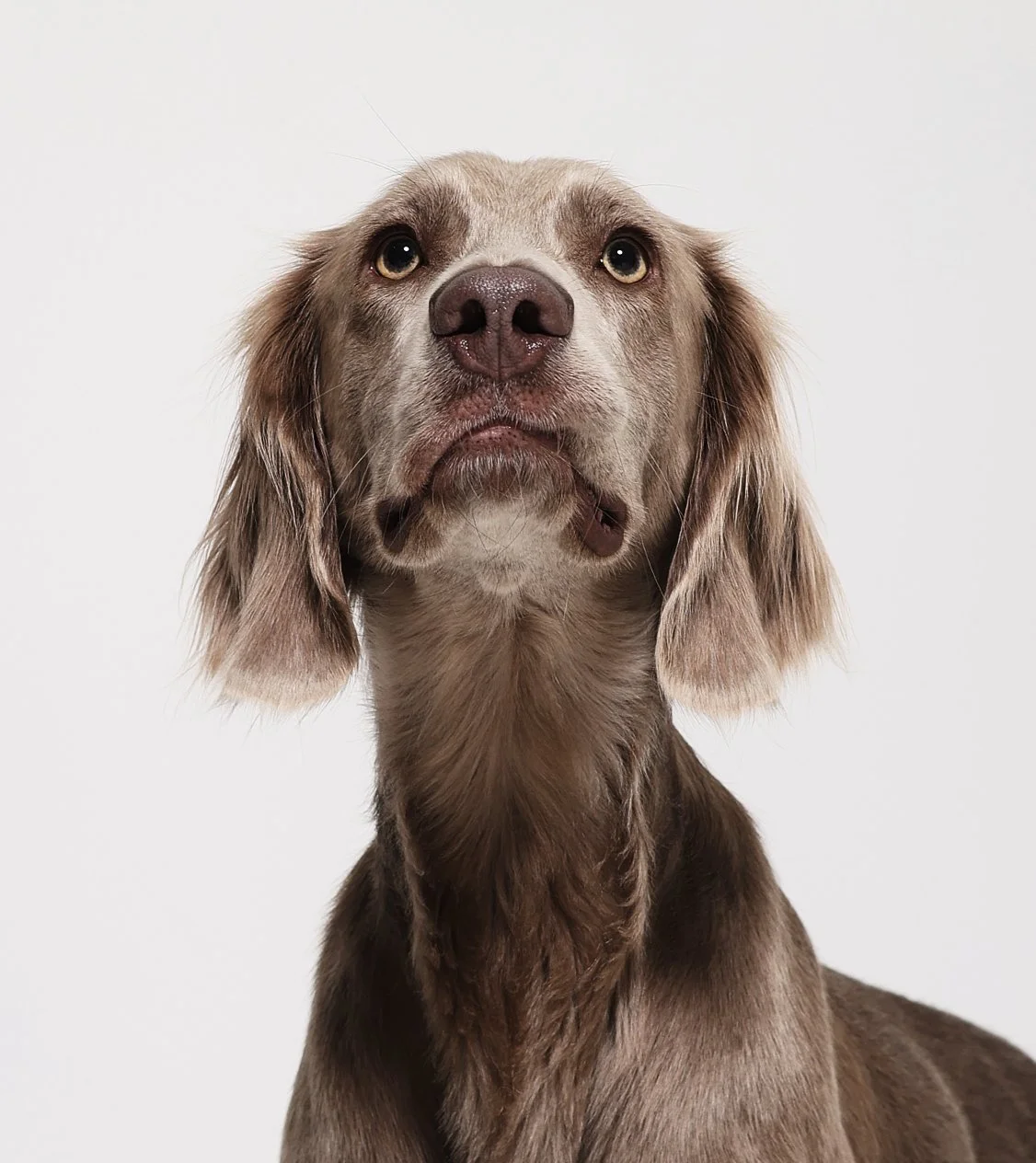 Nahaufnahme eines braunen Hundes mit langen Ohren vor weißem Hintergrund.