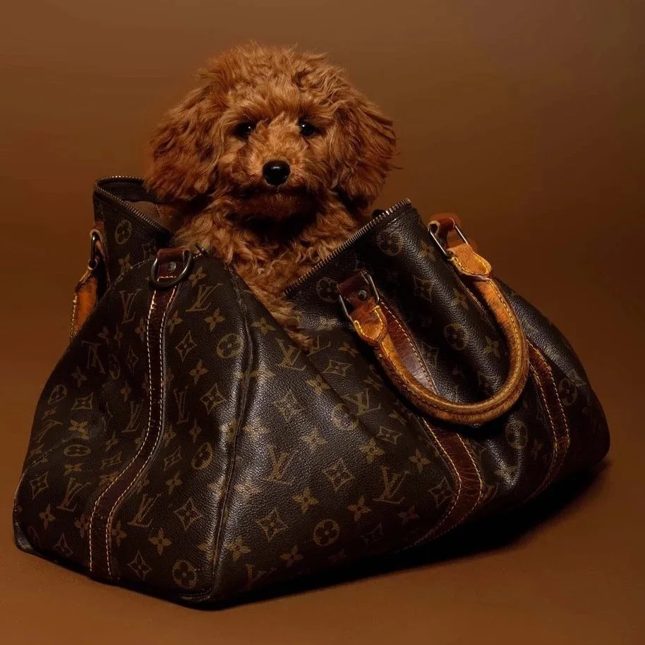 Hündchen in einer Louis Vuitton Tasche auf braunem Hintergrund.