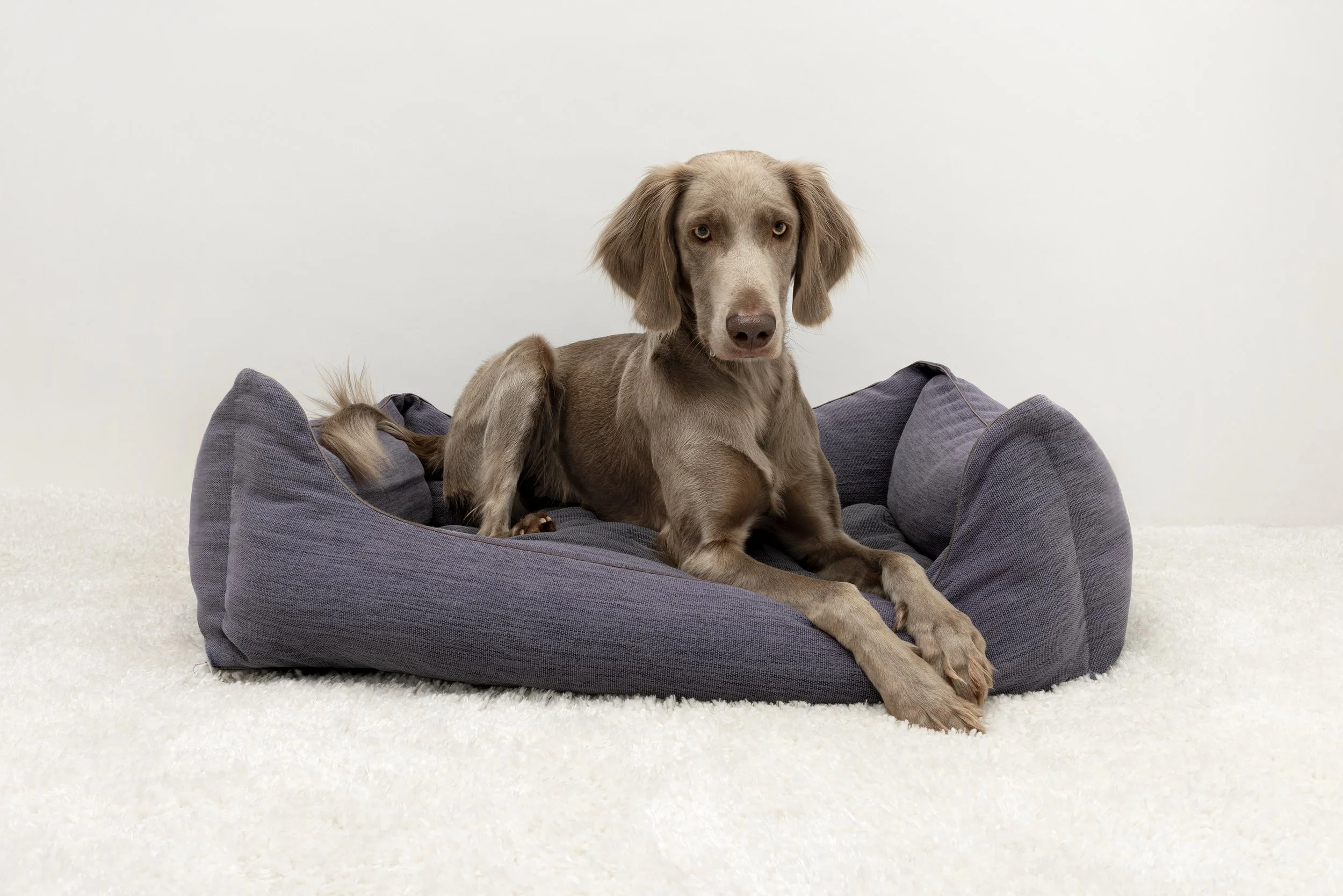 Ein Hund sitzt in einem grauen Hundebett vor einem weißen Hintergrund.