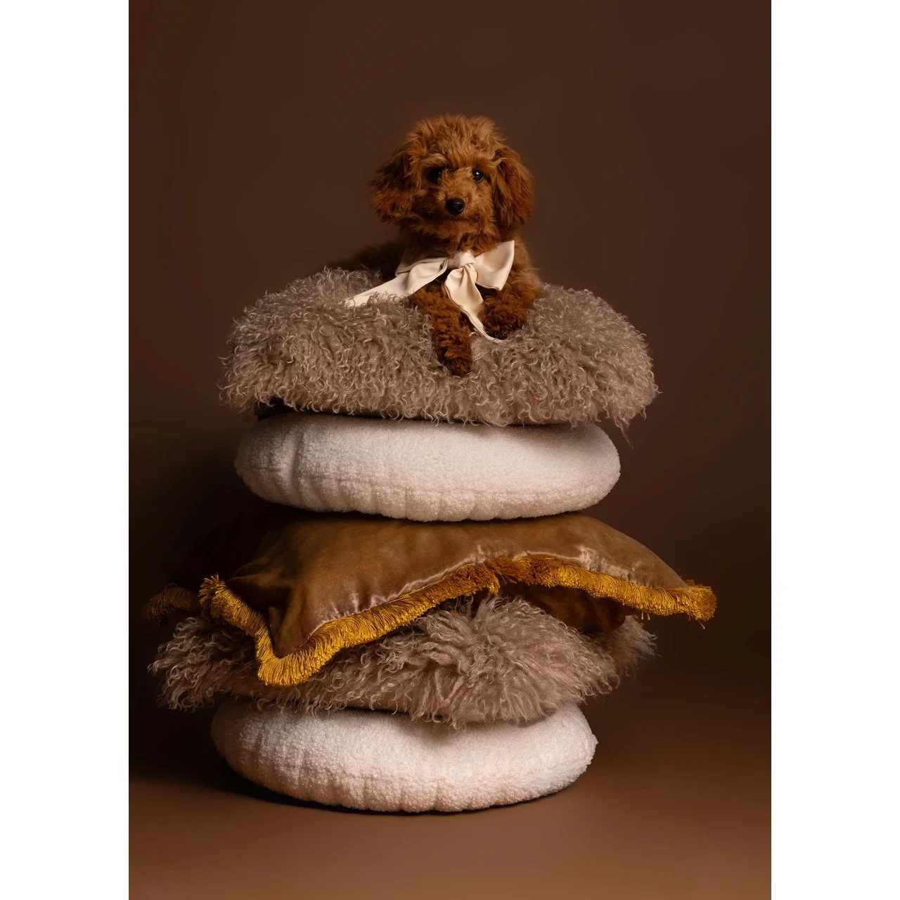 Ein brauner Pudel mit Schleife sitzt auf gestapelten Kissen vor dunklem Hintergrund.