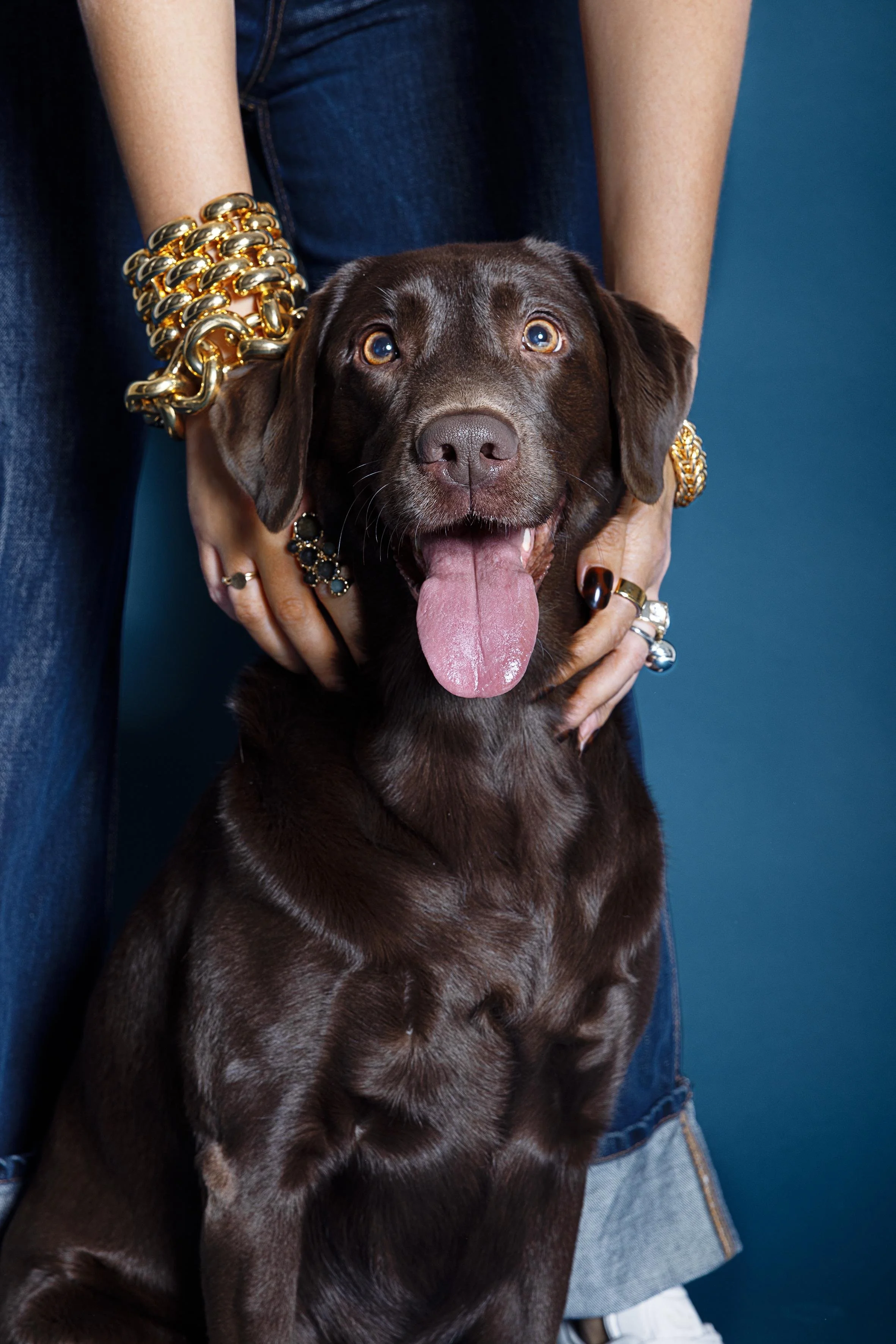 Brauner Labrador Retriever Hund mit offenem Maul und heraushängender Zunge, gehalten von einer Person, die goldene Schmuckstücke trägt.