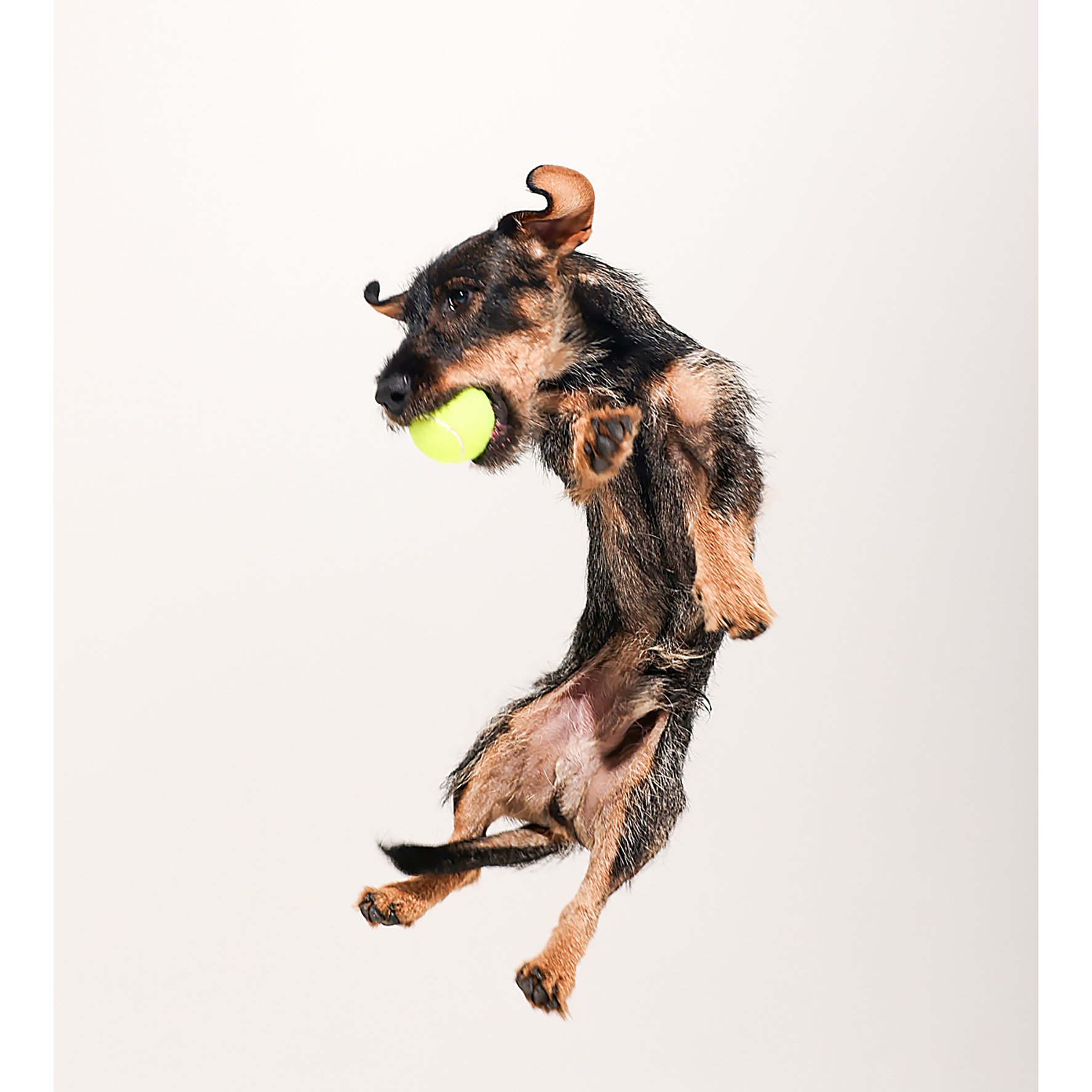 Hund springt in die Luft mit Tennisball im Maul, ohne Hintergrund, seitlicher Blick, in Bewegung