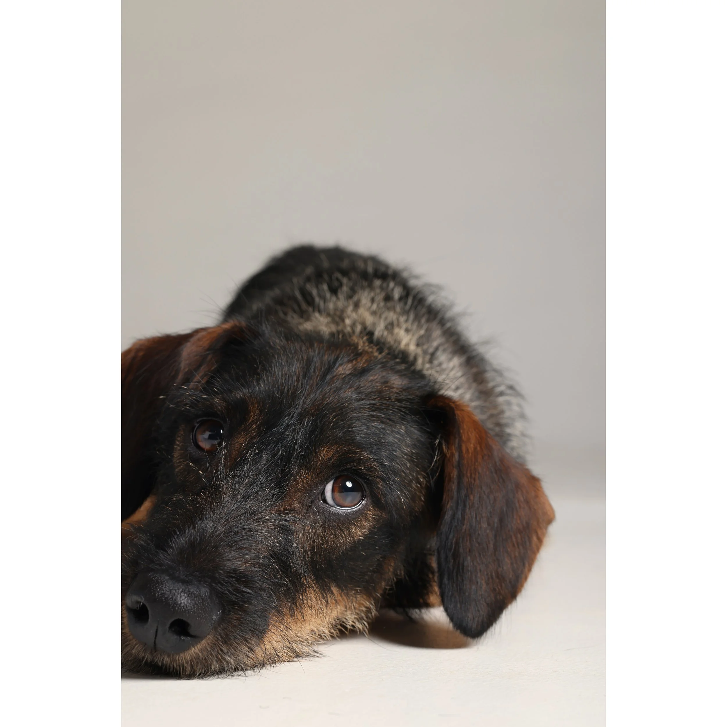 Ein junger Hund mit braunem und schwarzem Fell liegt auf dem Boden und blickt aufmerksam in die Kamera.