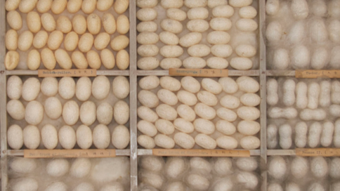 Gambiered Guangdong Silk vs. Regular Silk