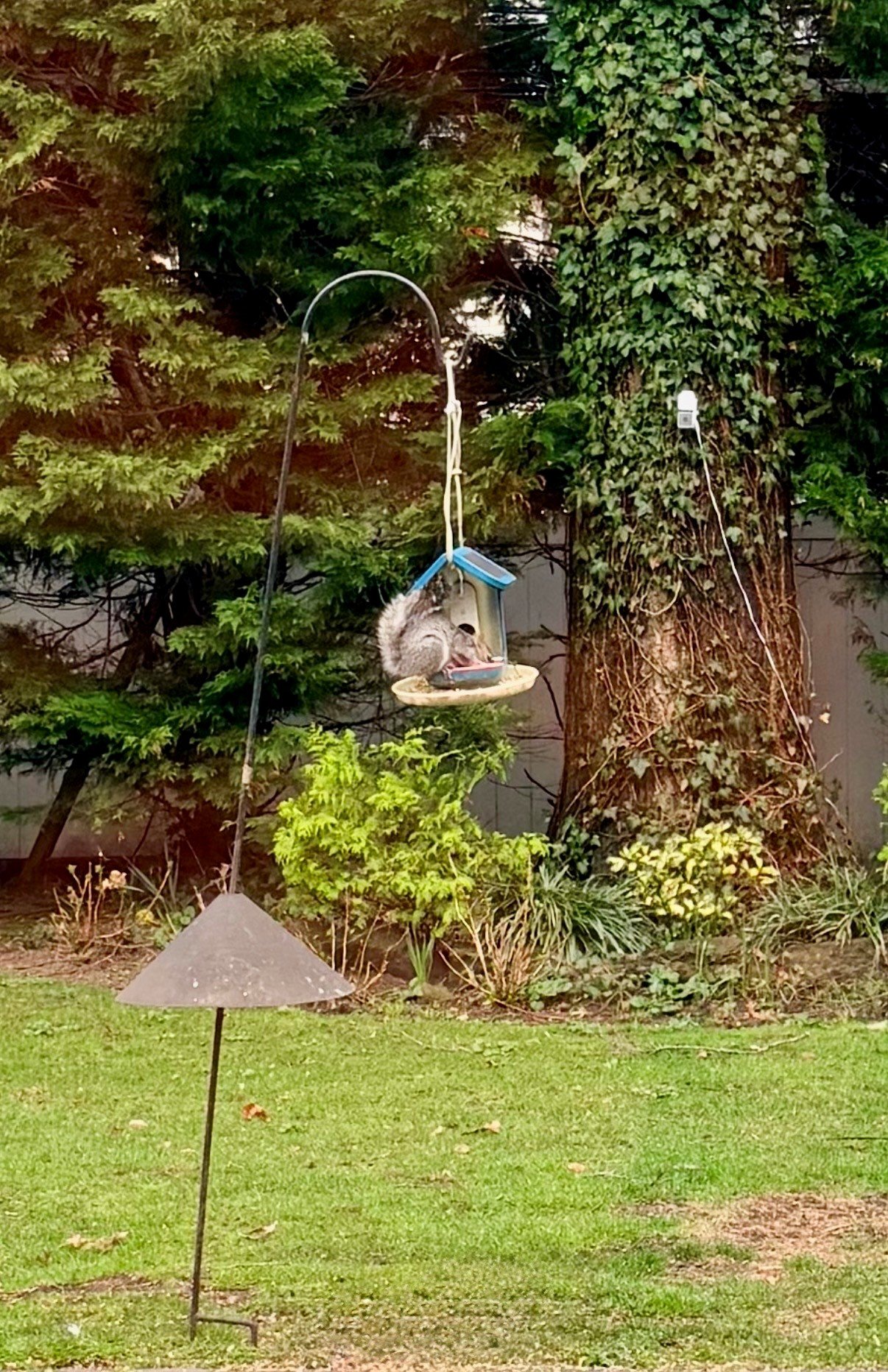 A squirrel is sitting on a bird feeder hanging from a tree, surrounded by green foliage and ivy covering the tree trunk, with a garden umbrella in the foreground.