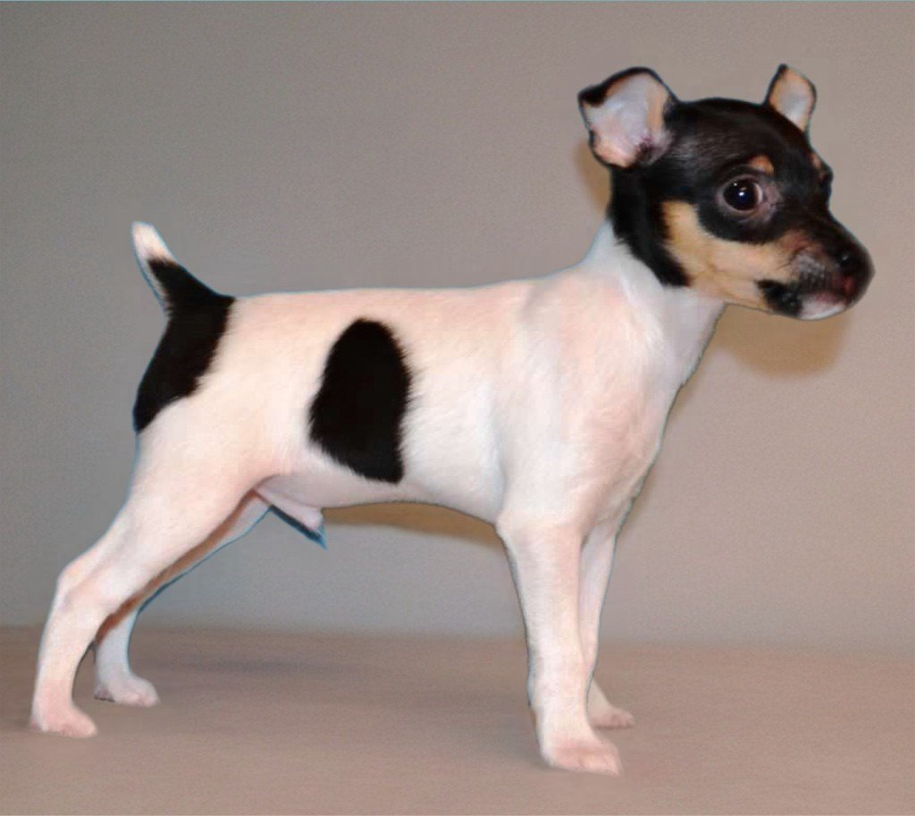Small dog with a mostly white coat and black markings on its face and body, standing against a plain background.