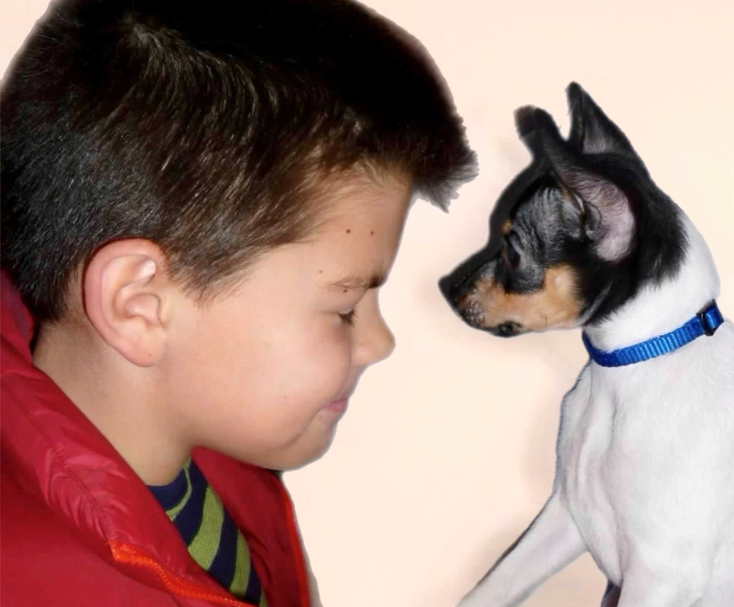 A young boy with short brown hair and wearing a red jacket is close to a small black, gray, and white dog with pointy ears and a blue collar, both touching foreheads.