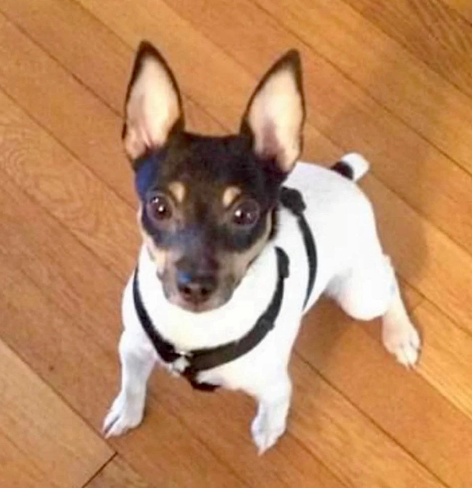 Small dog with large ears and black and white fur, sitting on wooden floor and looking up.