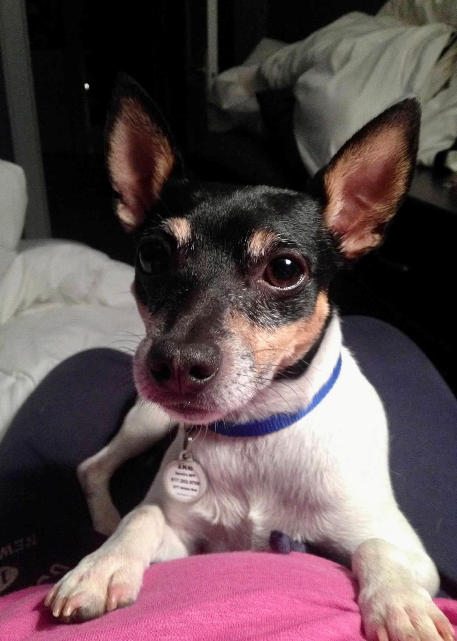 Close-up photo of a small black and tan dog, possibly a Chihuahua, with large ears and dark eyes, sitting on a person's lap wearing a white shirt with blue trim. The background includes a pillow and some furniture.