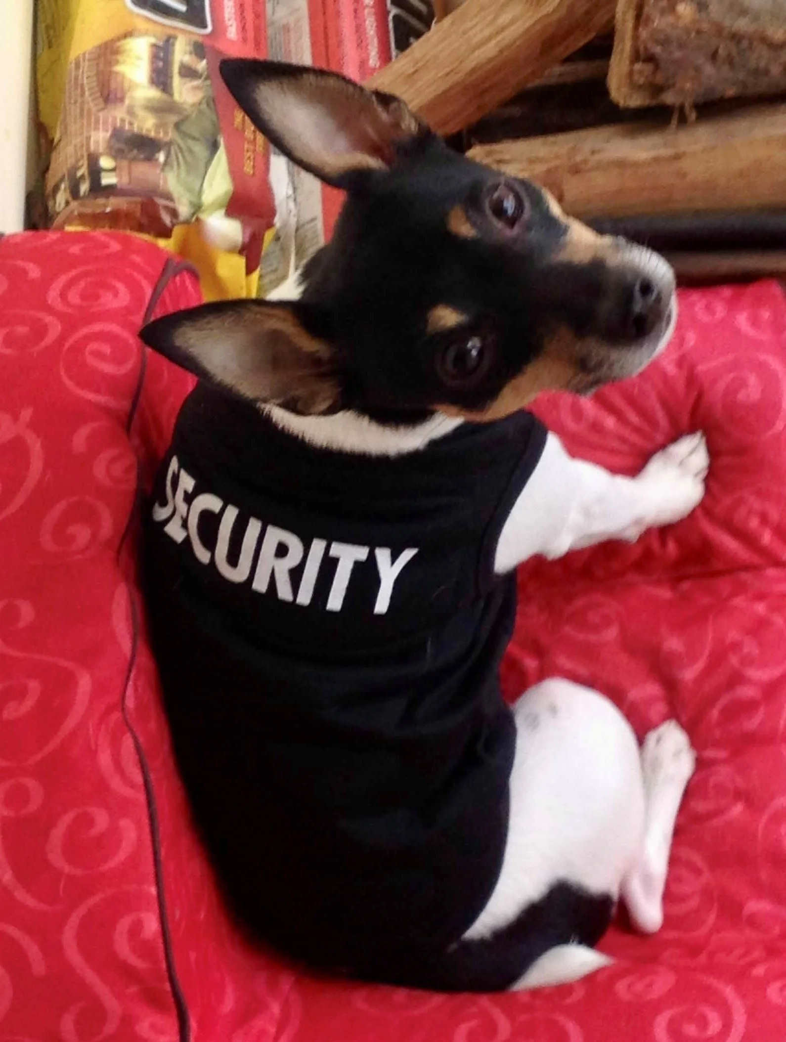 A small black and tan dog, possibly a Chihuahua, is lying on a red patterned blanket. The dog is wearing a black vest or shirt with the word 'SECURITY' written on it. The background includes some food or snack packages and wooden furniture.