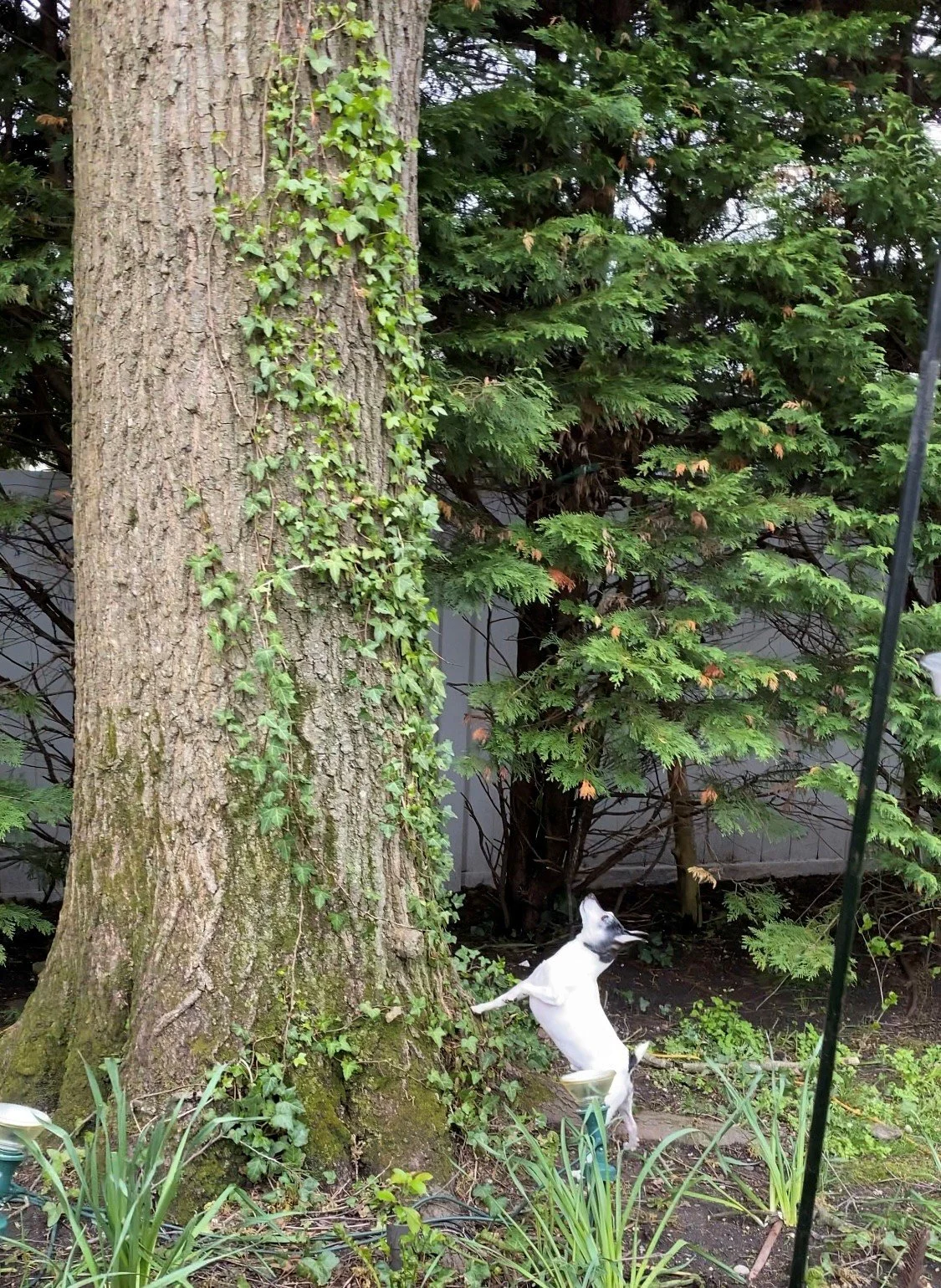 A small dog, possibly a Rat Terrier, jumping or playing near the base of a large tree in a backyard garden with green shrubs and plants.