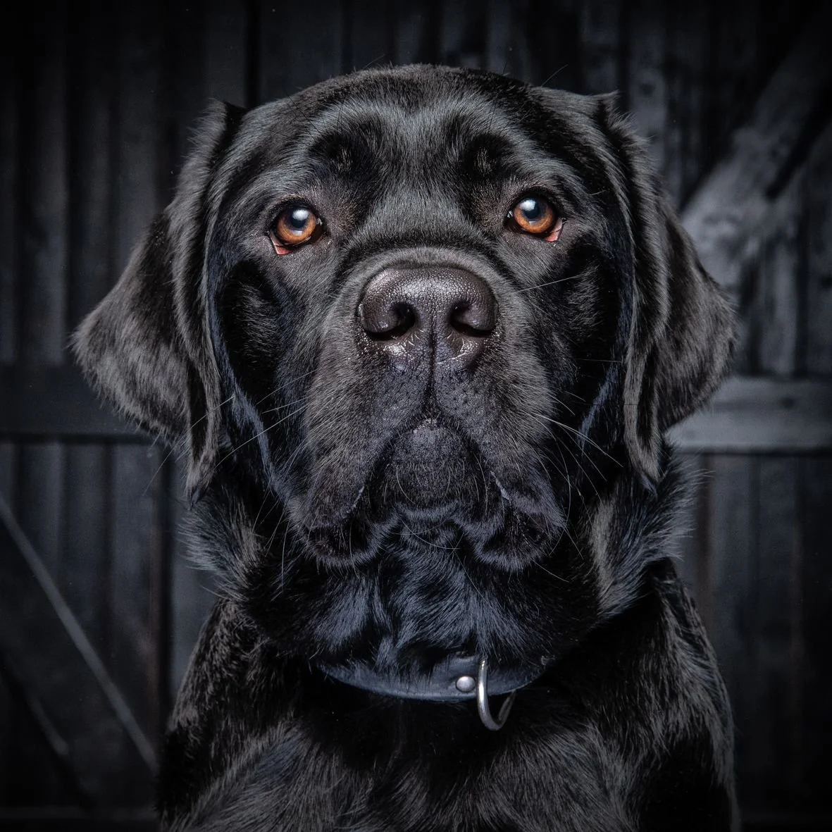 Zwarte grote hond met lichte ogen en een gespeld halsband, kijkend naar de camera voor een donkere achtergrond.