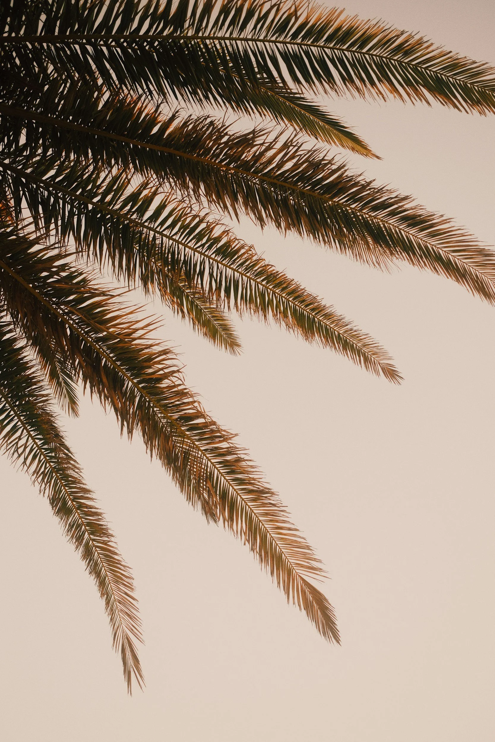 Close-up view of palm tree fronds against a pale sky, possibly at sunset or sunrise.