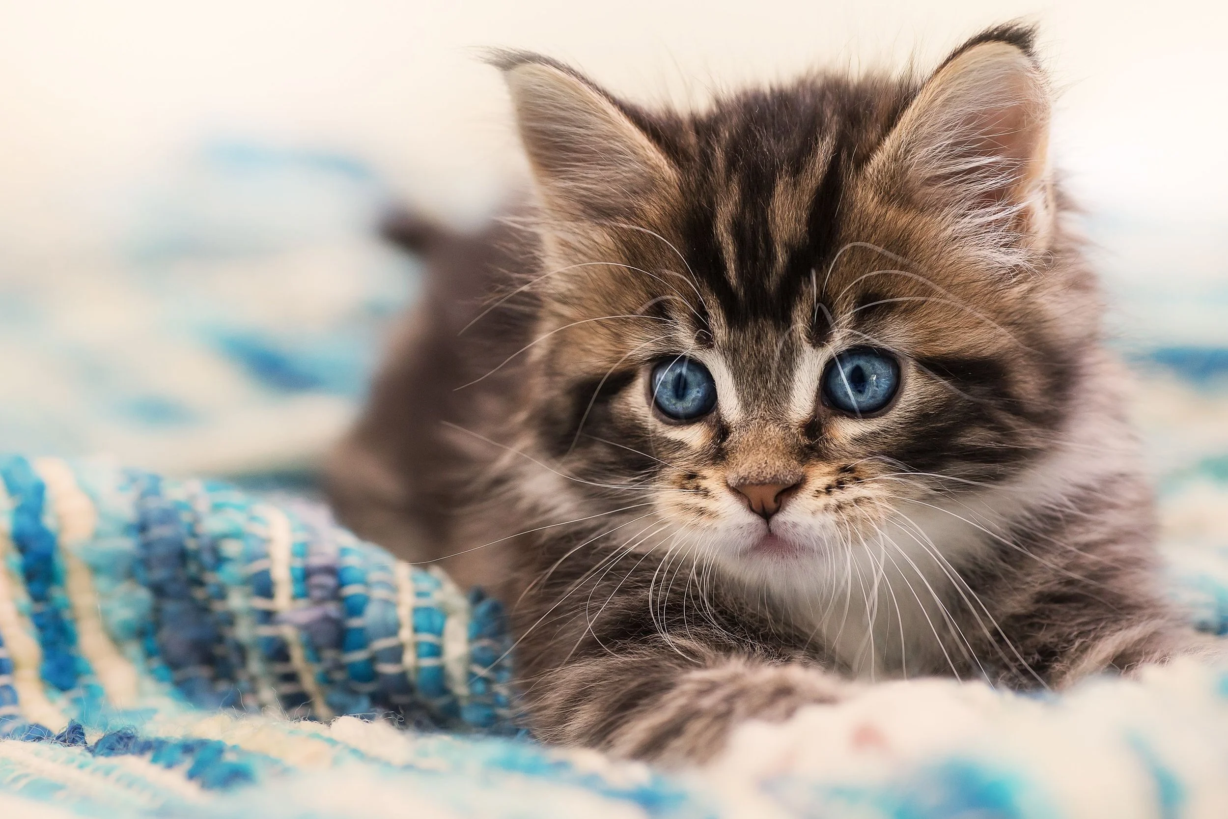 Purina. Andy Mahr, photographer