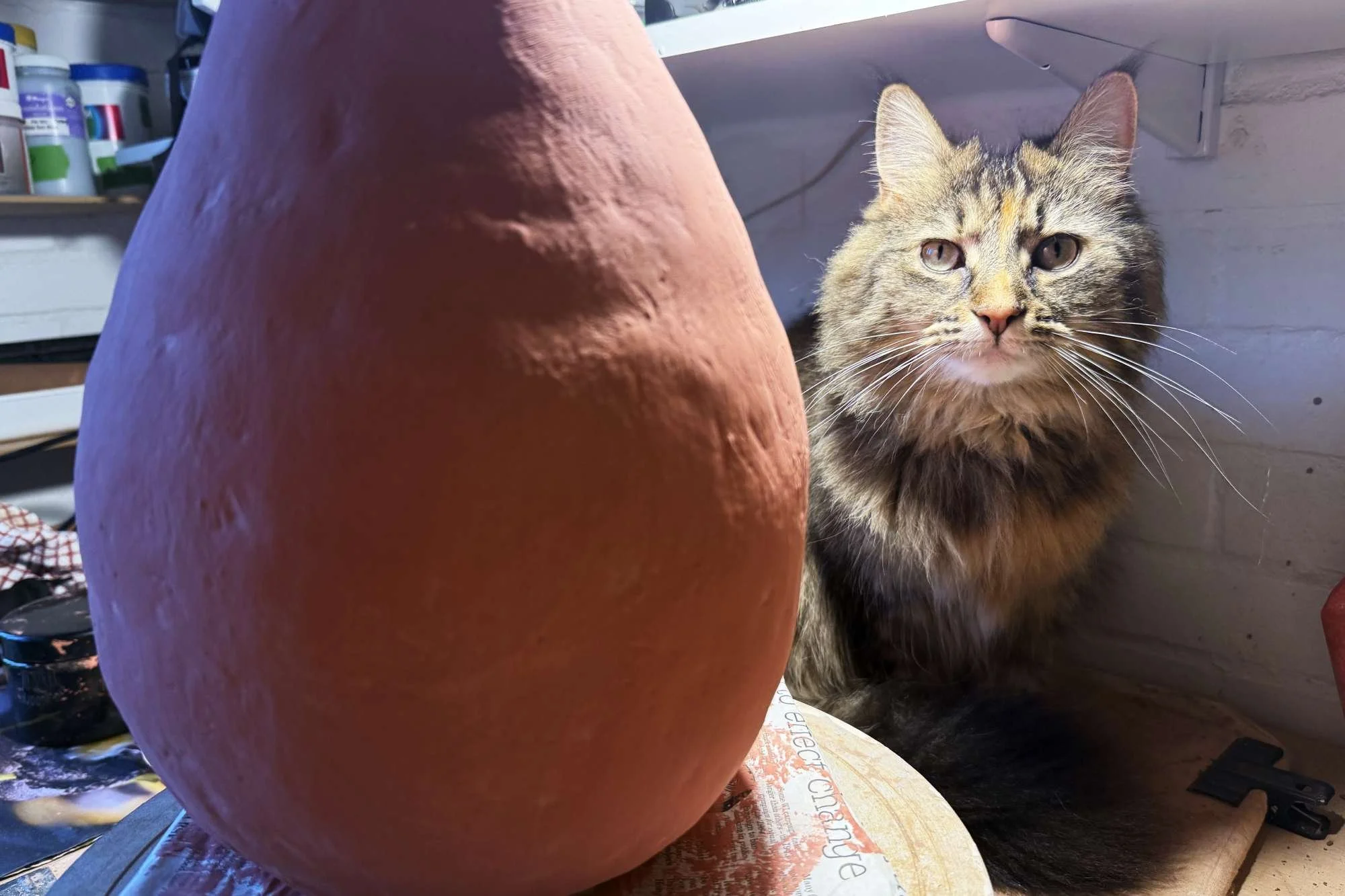 A fluffy maincoone workshop cat with sitting next to a large unpainted terracotta pot on a cluttered worktable in a workshop.