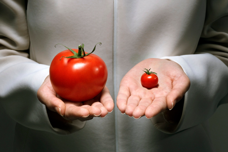 Woman in a white coat comparing two different sized red tomatoes. One extremely large the other small.