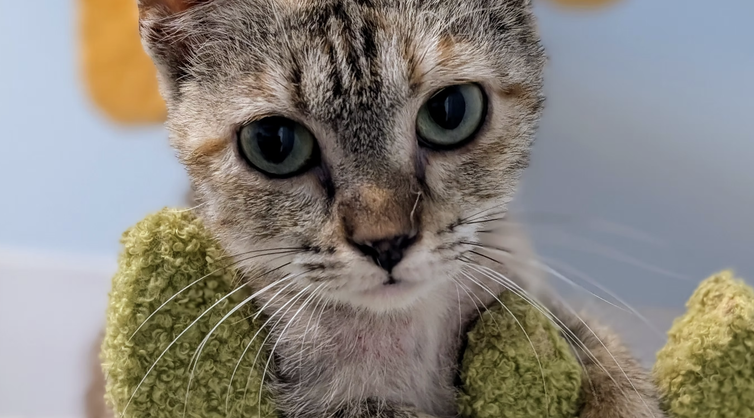 A young tabby kitten with wide green eyes wrapped snugly in a green towel at Animal Harbor in Franklin County, Tennessee.